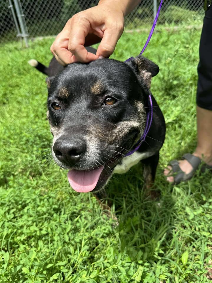 Azula, a Adoptable Pit Bull Terrier image 1/5