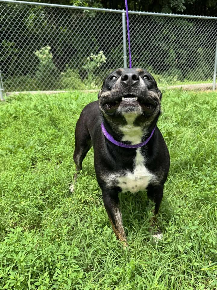 Azula, a Adoptable Pit Bull Terrier image 3/5