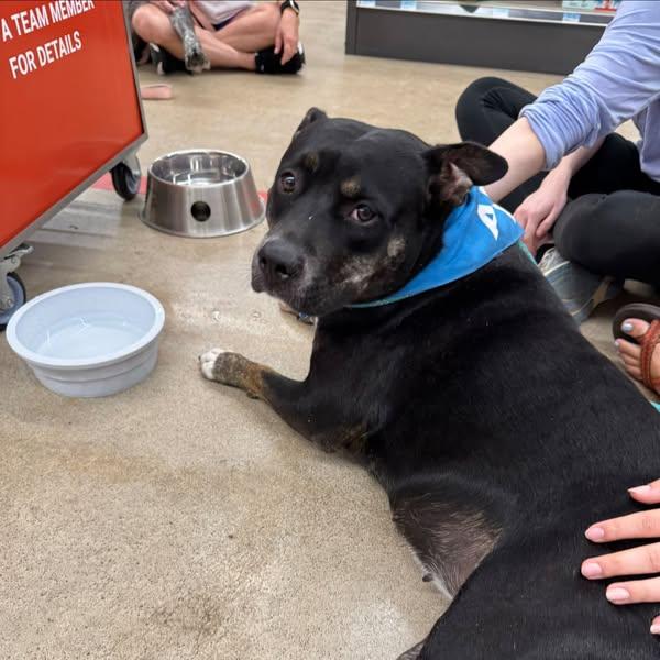 Azula, a Adoptable Pit Bull Terrier image 4/5