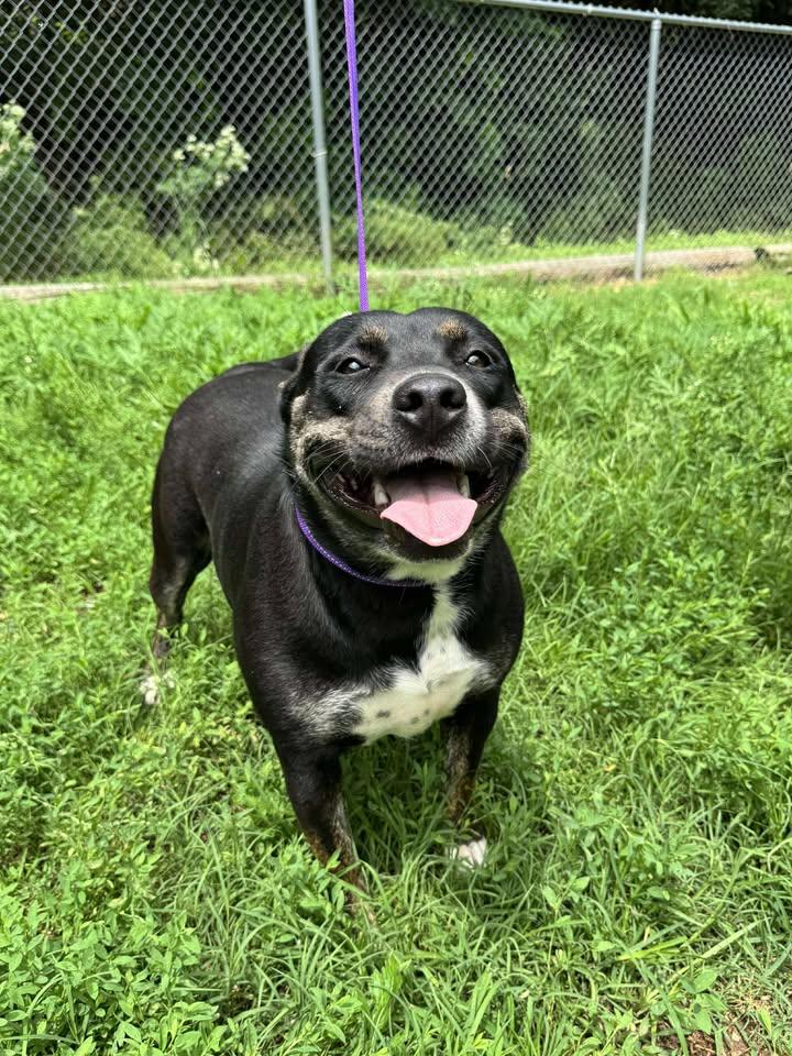 Azula, a Adoptable Pit Bull Terrier image 5/5