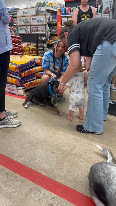 Enlarge Azula, a Adoptable Pit Bull Terrier video 2/5