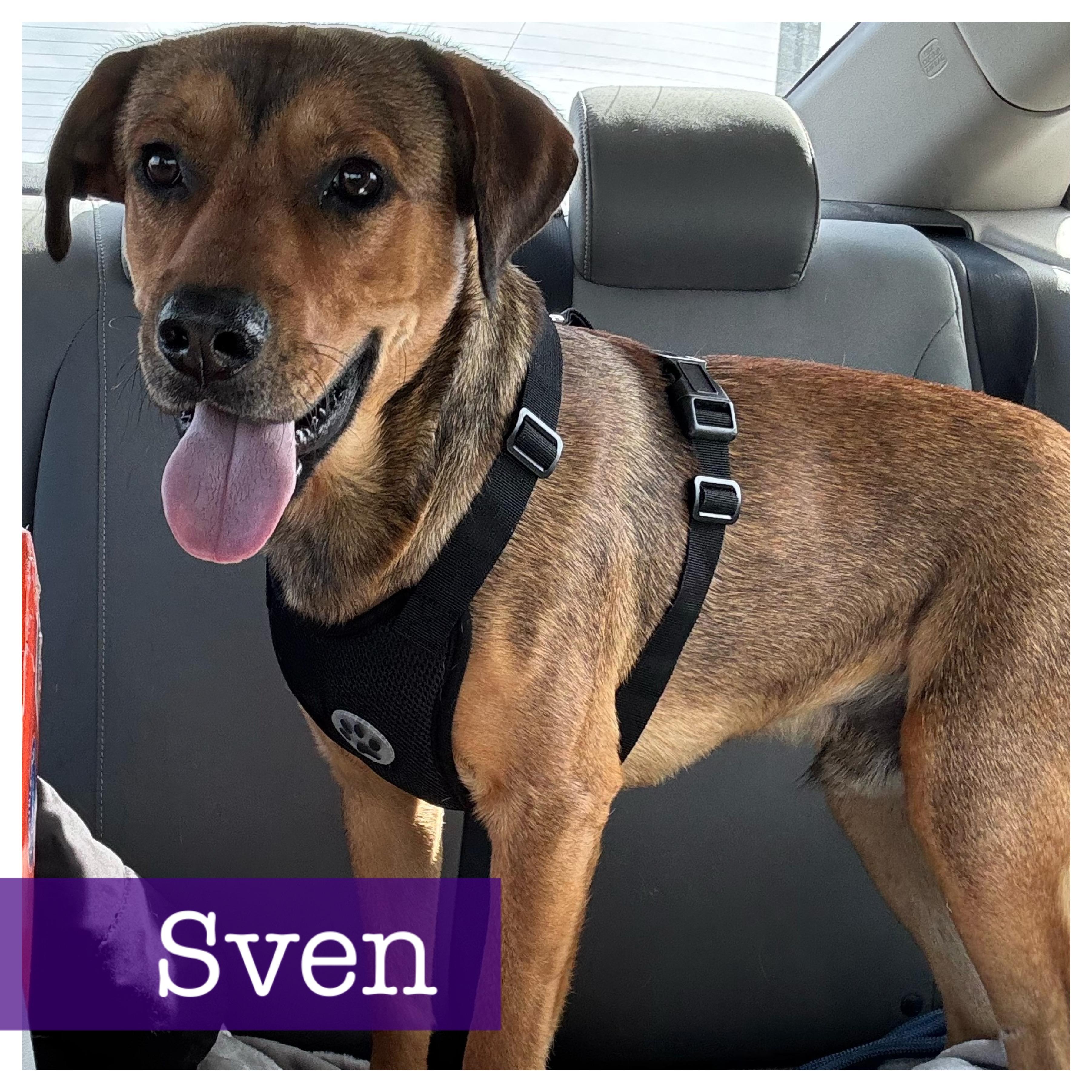 Sven, adopted, Young Male Mountain Cur & Rhodesian Ridgeback.