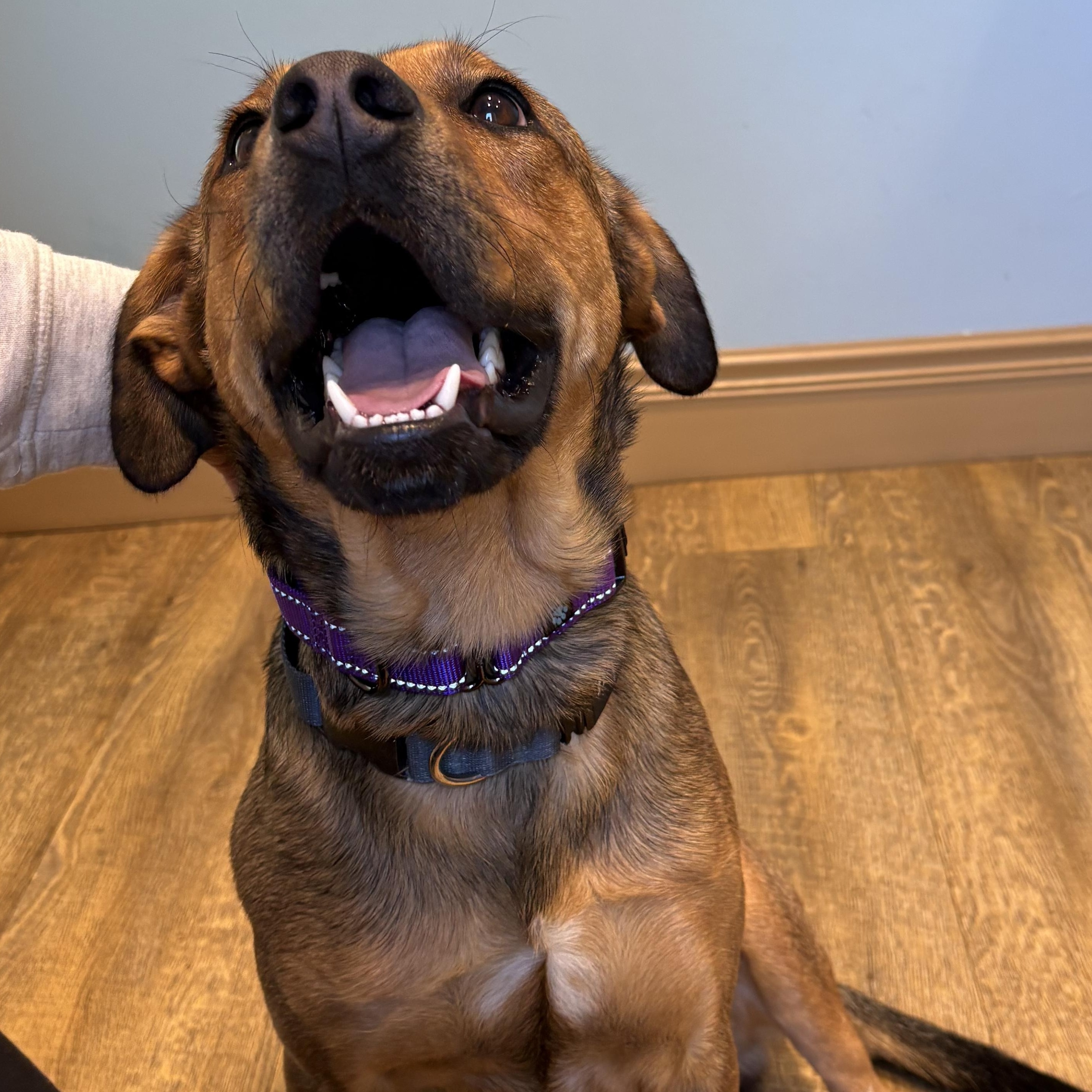 Enlarge Sven, an adopted mixed breed in Cumming, GA image 6/6