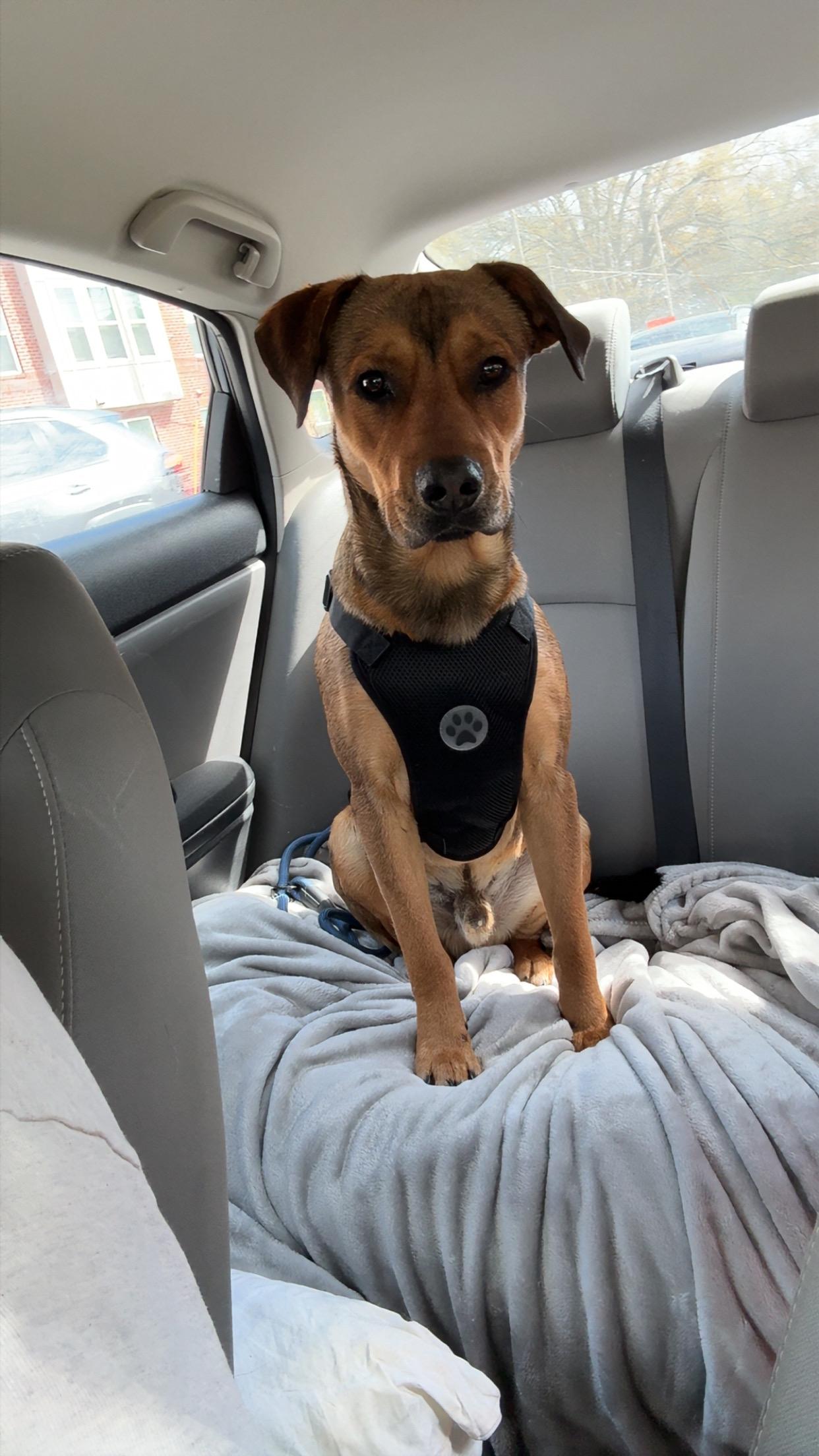 Enlarge Sven, an adopted mixed breed in Cumming, GA image 3/6