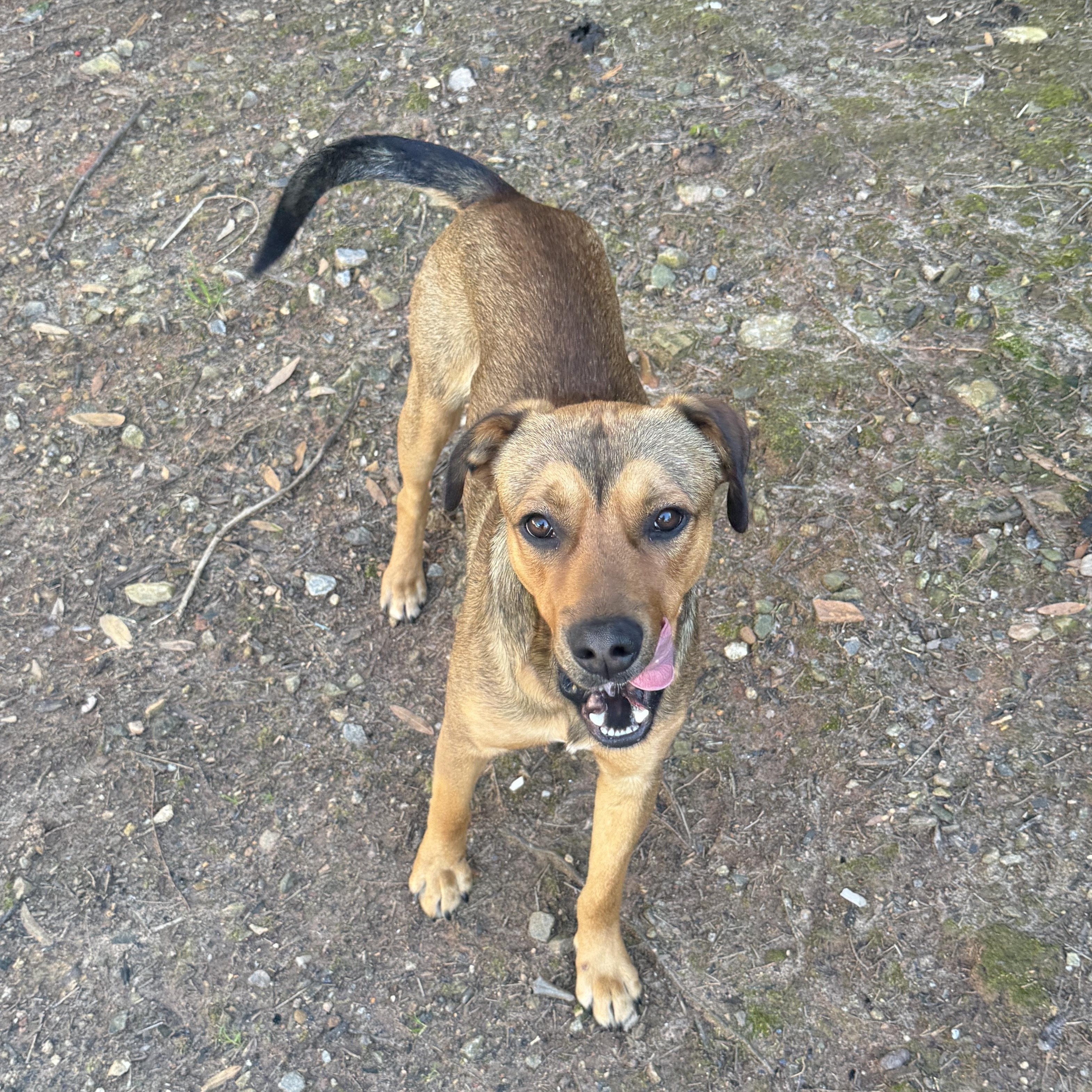 Enlarge Sven, an adopted mixed breed in Cumming, GA image 4/6
