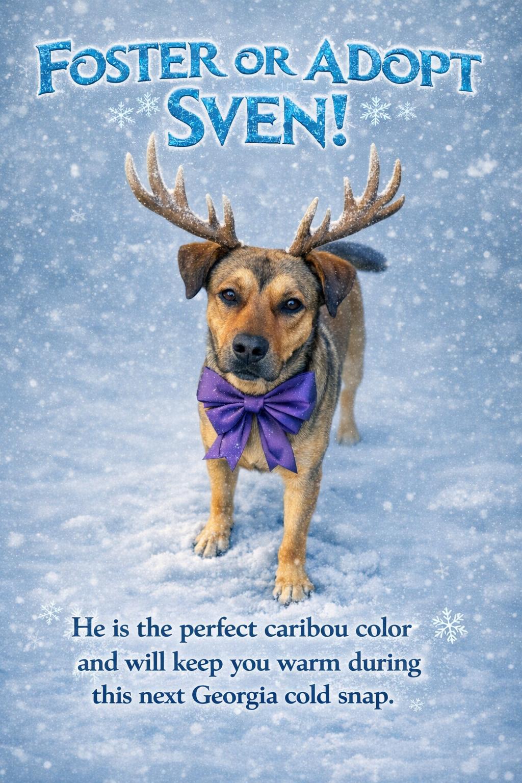 Enlarge Sven, an adopted mixed breed in Cumming, GA image 5/6