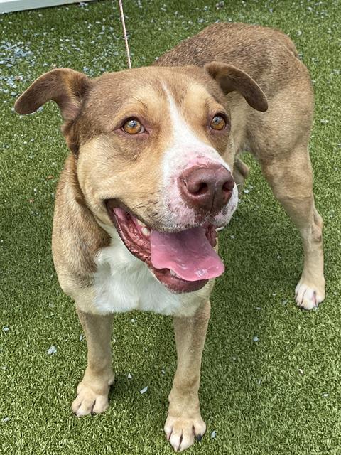 AIDEN, Adoptable, Adult Male American Bulldog & Mixed Breed.