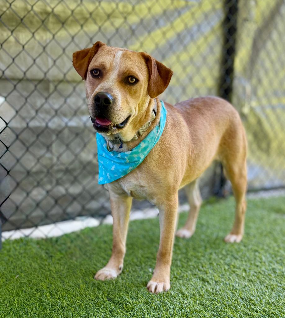 General, Adoptable, Young Male Mixed Breed.
