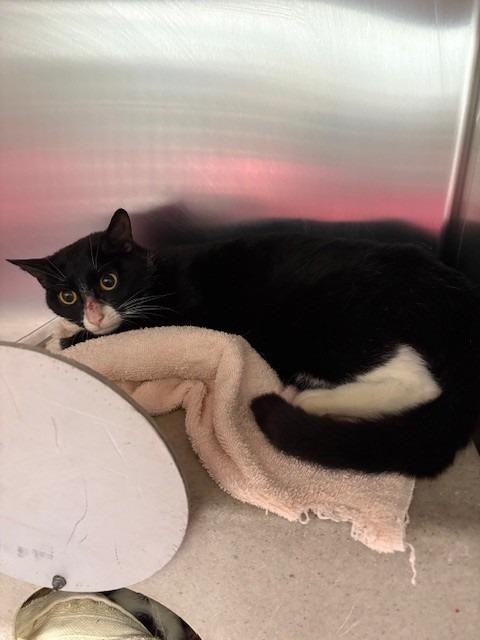 BELLATRIX, Adoptable, Young Female Domestic Short Hair.