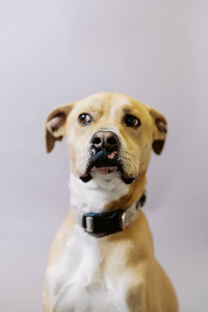 Enlarge Leila, a Adoptable mixed breed in El Paso, TX image 1/4