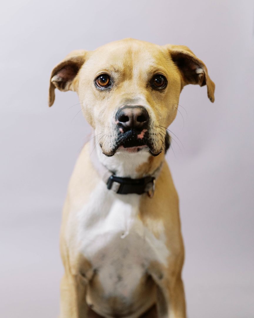 Enlarge Leila, a Adoptable mixed breed in El Paso, TX image 2/4