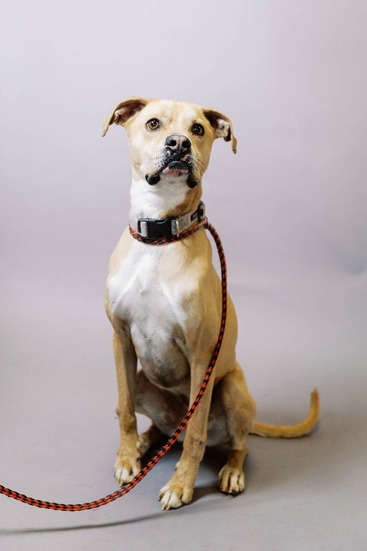 Enlarge Leila, a Adoptable mixed breed in El Paso, TX image 4/4
