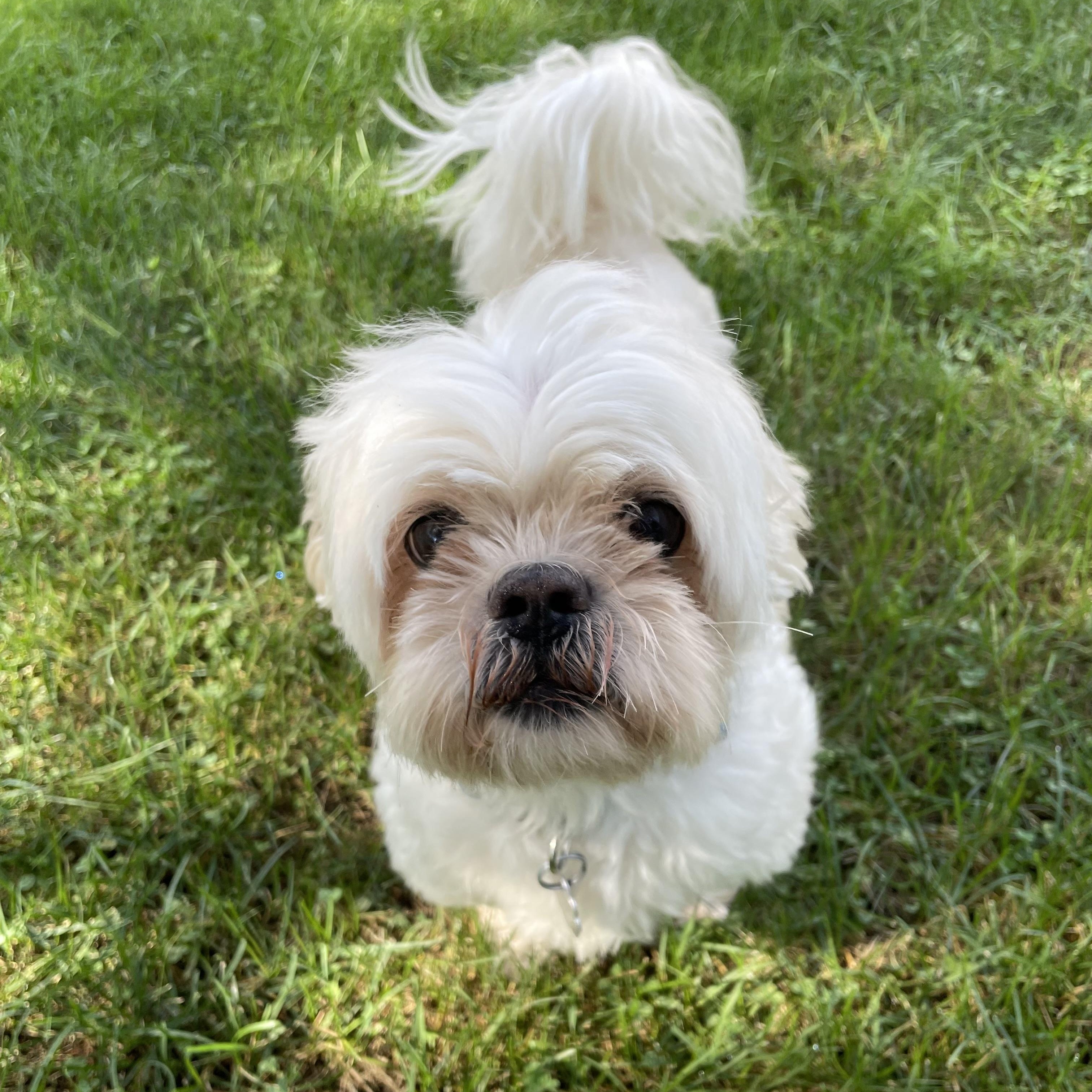 Pongo, Adoptable, Senior Male Shih Tzu & Mixed Breed.