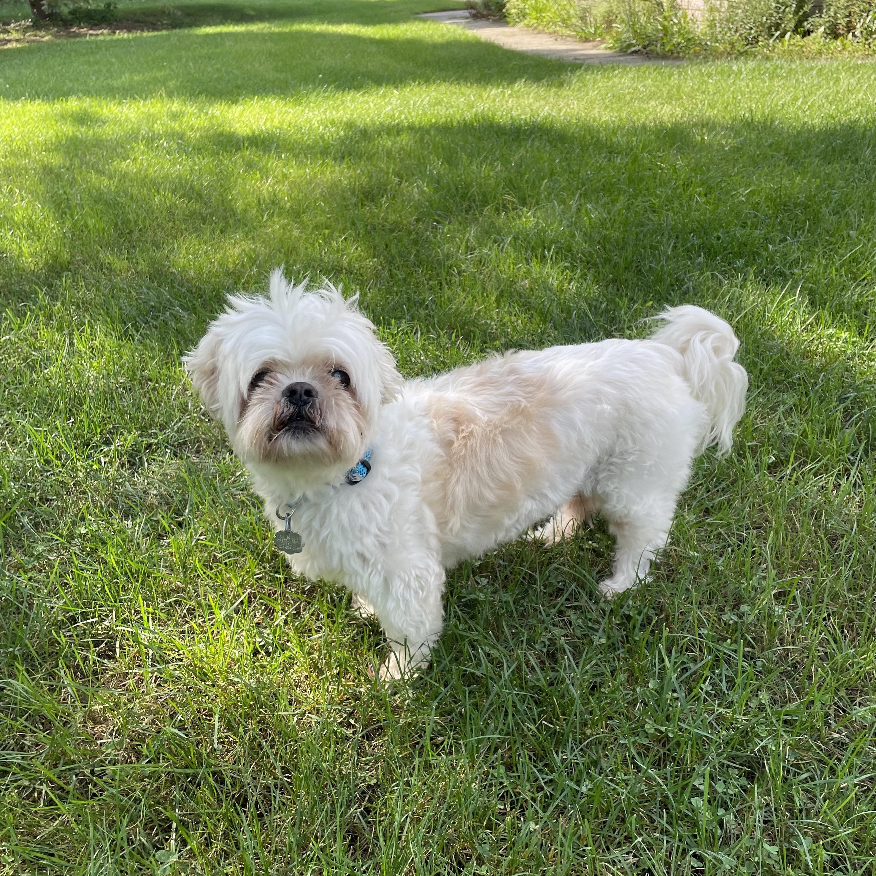 Enlarge Pongo, a Adoptable mixed breed in Oxford, MI image 2/6