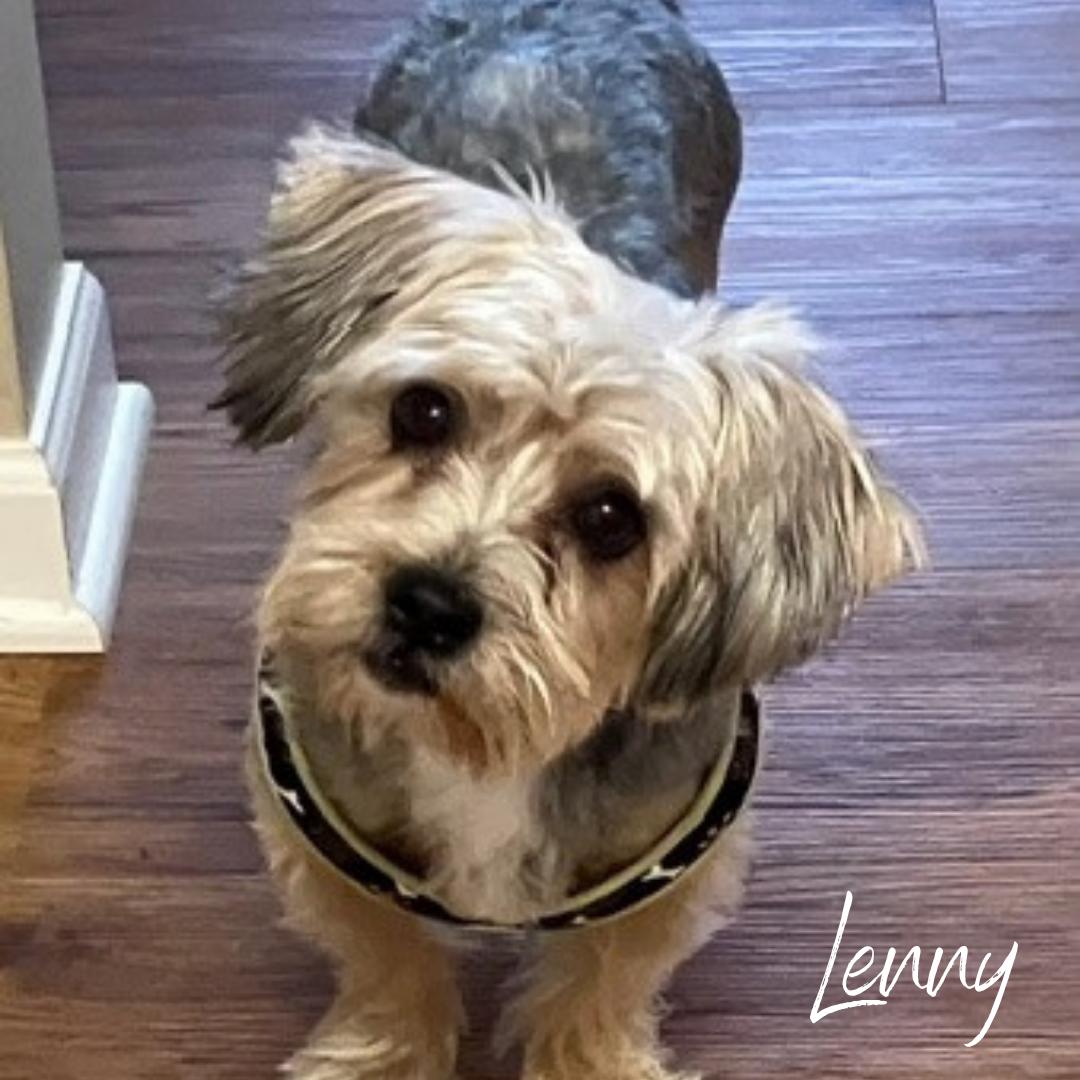 Lenny, a Adoptable mixed breed in Janesville, WI image 1/2