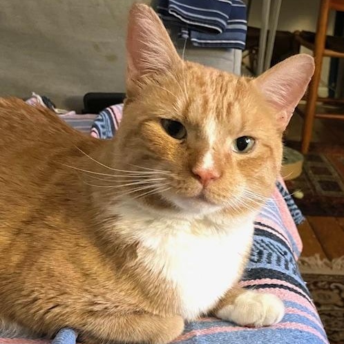 Dante, adopted, Adult Male Domestic Short Hair.