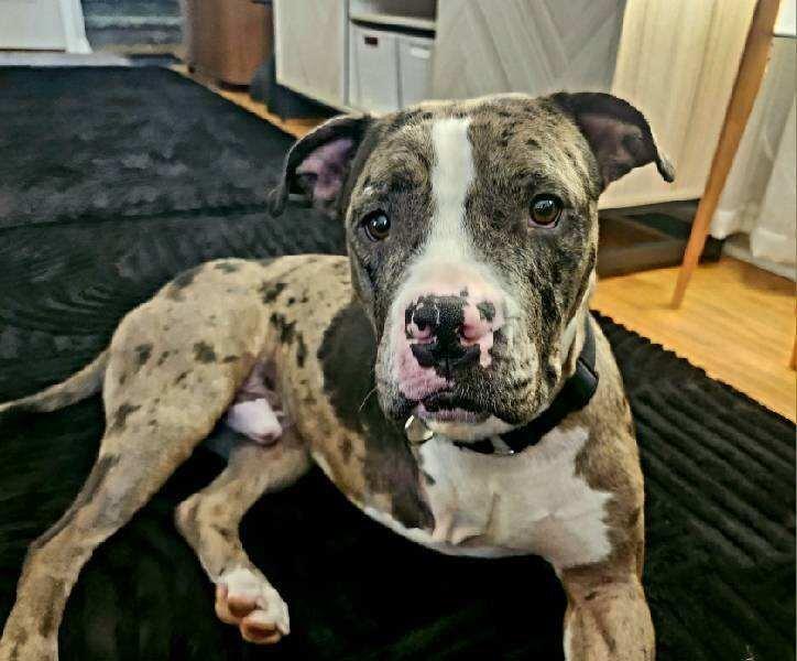 Enlarge Ron, a Adoptable mixed breed in Grand Rapids, MI image 1/5