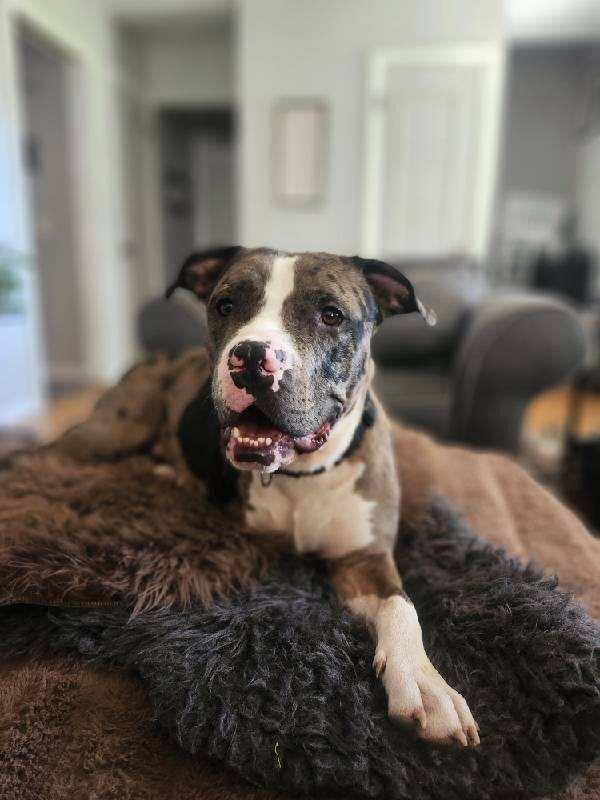 Enlarge Ron, a Adoptable mixed breed in Grand Rapids, MI image 2/5