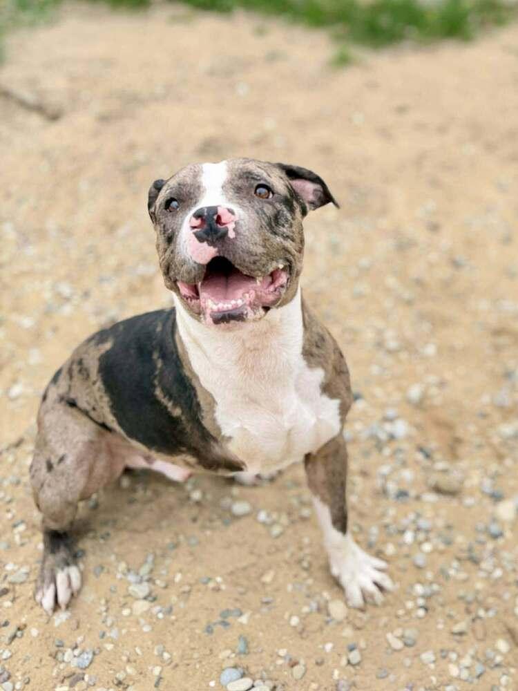 Enlarge Ron, a Adoptable mixed breed in Grand Rapids, MI image 3/5