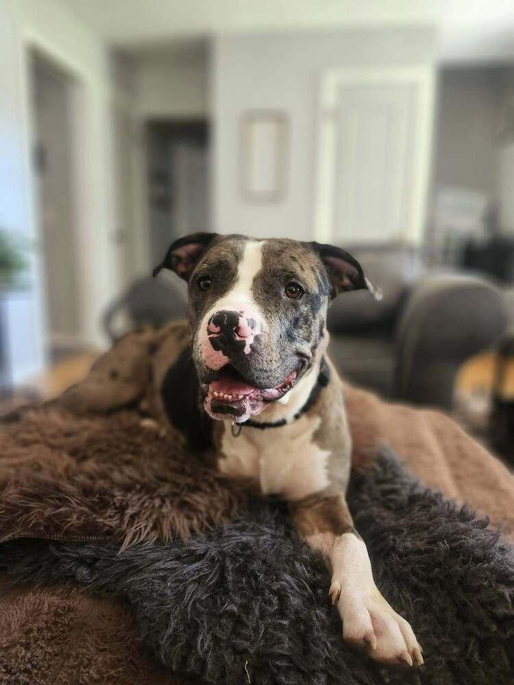 Enlarge Ron, a Adoptable mixed breed in Grand Rapids, MI image 4/5