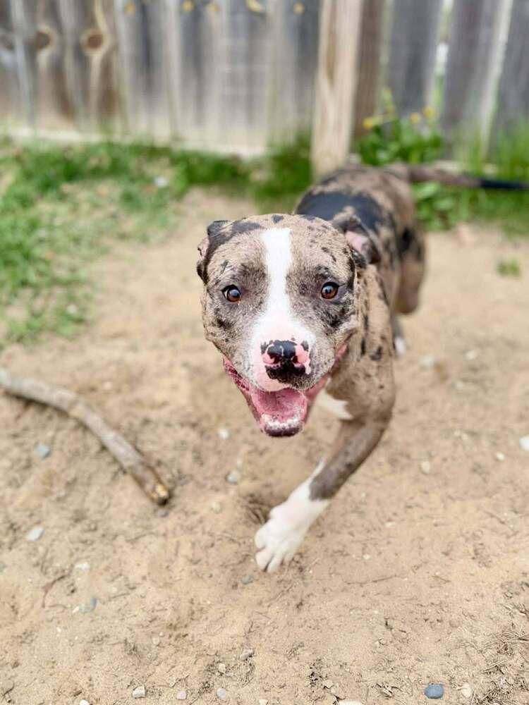 Enlarge Ron, a Adoptable mixed breed in Grand Rapids, MI image 5/5