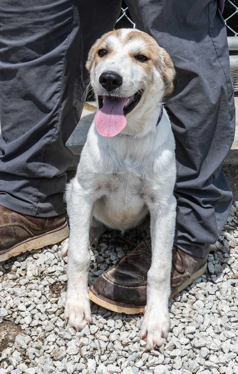 Enlarge Lilo, a Adopted mixed breed in Mayetta, KS image 4/4