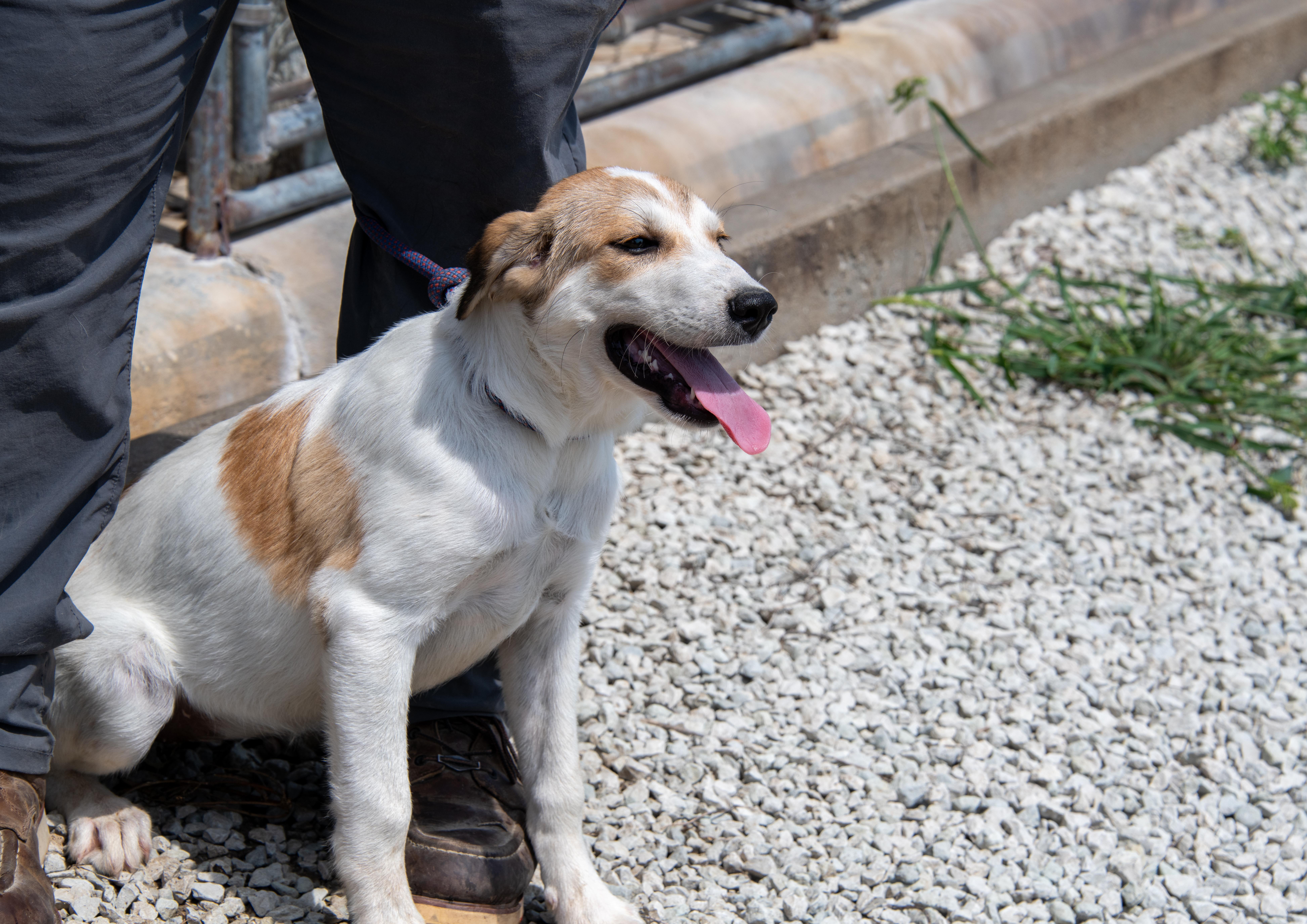 Lilo, Adopted, Puppy Female Coonhound.
