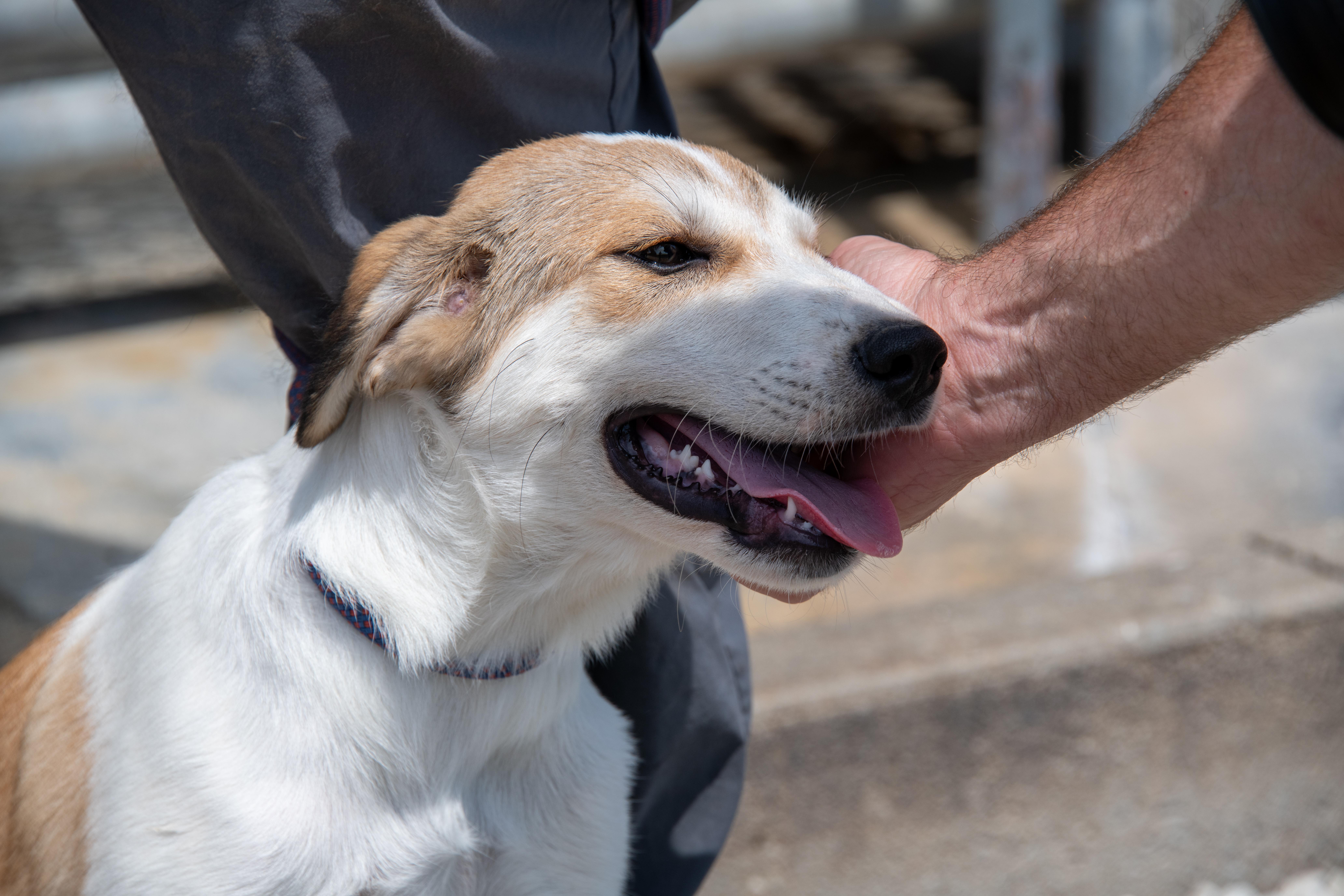 Enlarge Lilo, a Adopted mixed breed in Mayetta, KS image 2/4