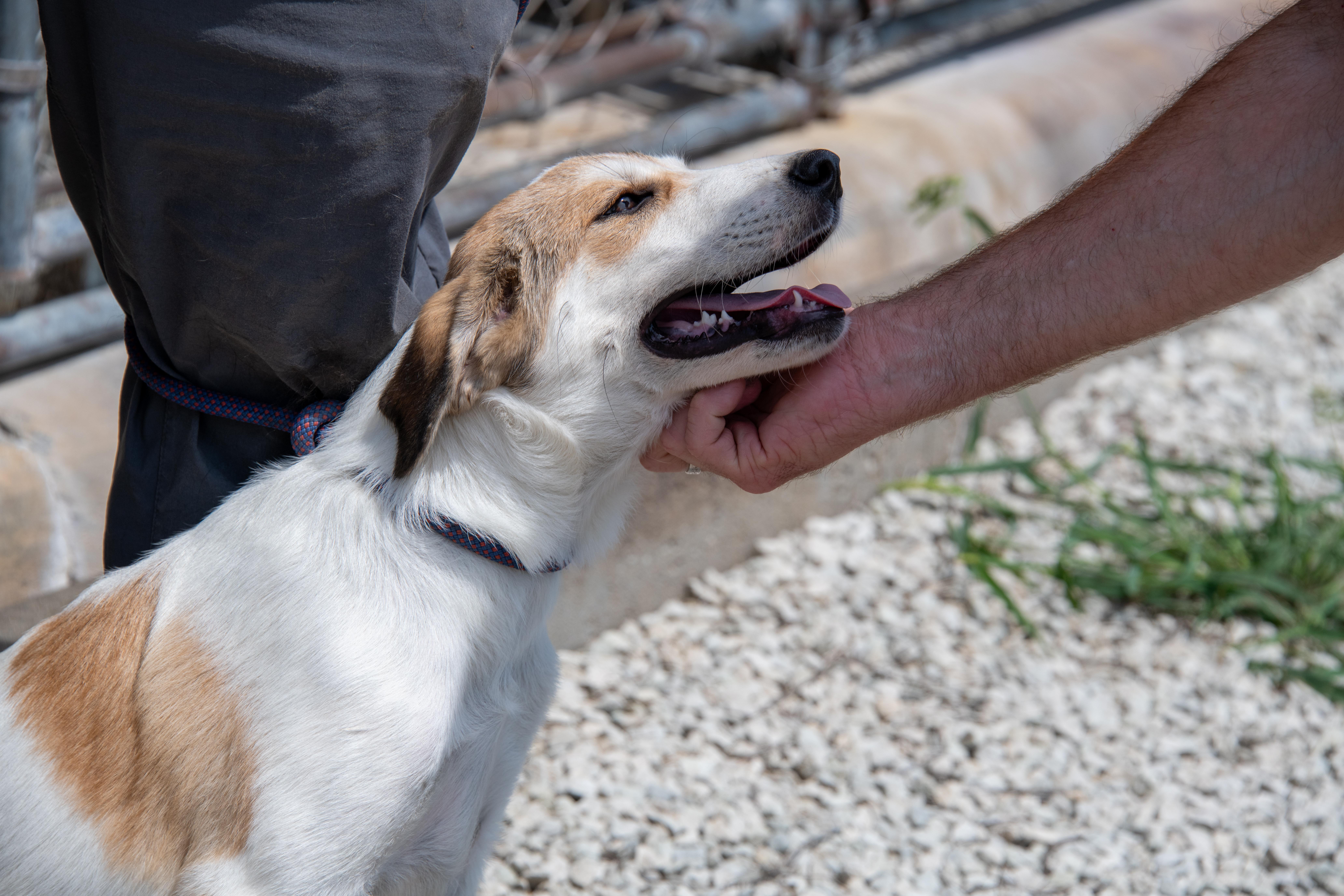 Lilo, Adopted, Puppy Female Coonhound.