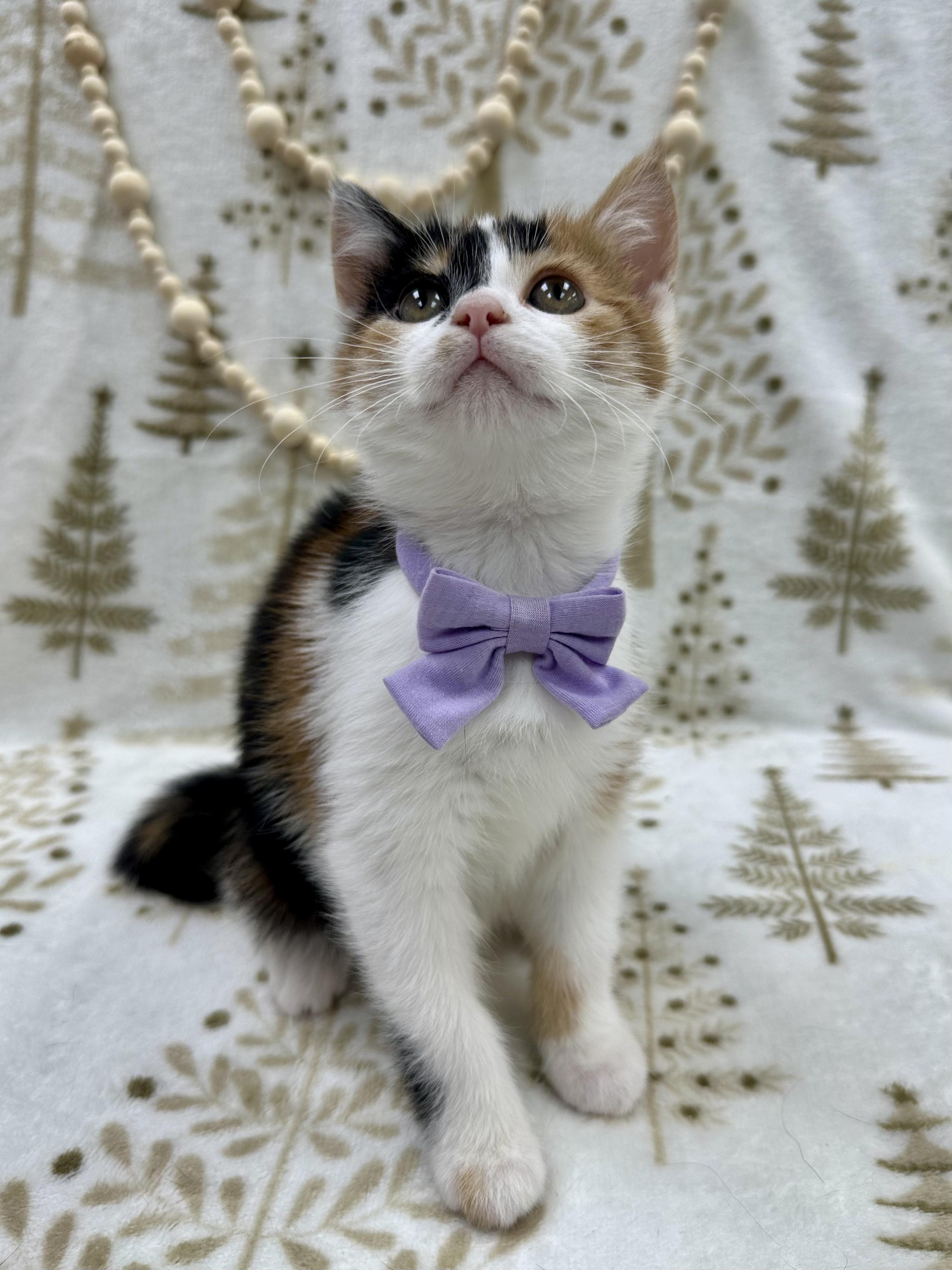 Lady Rainicorn , an adopted Domestic Short Hair in Columbus, OH image 1/6