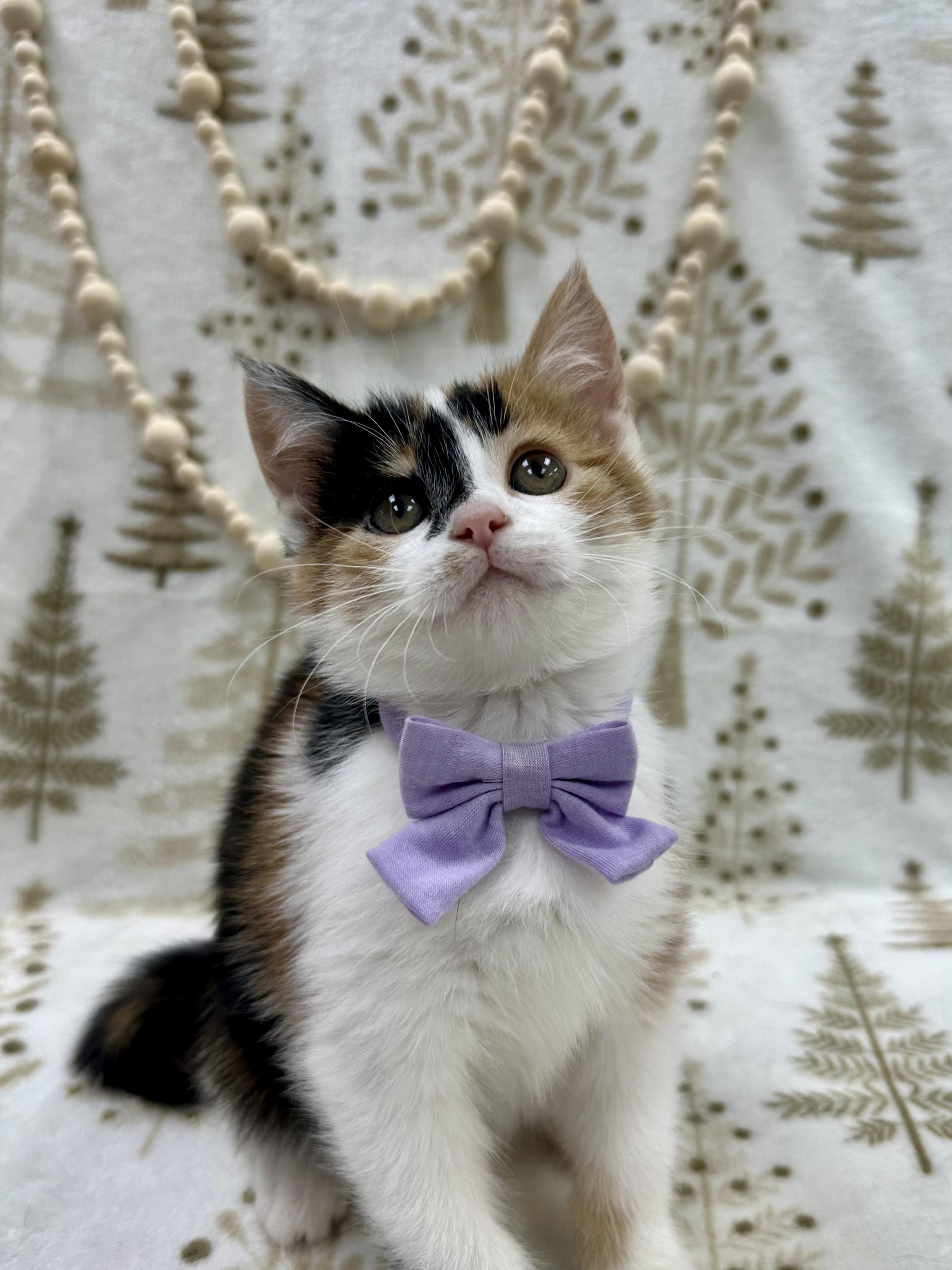 Lady Rainicorn , an adopted Domestic Short Hair in Columbus, OH image 2/6