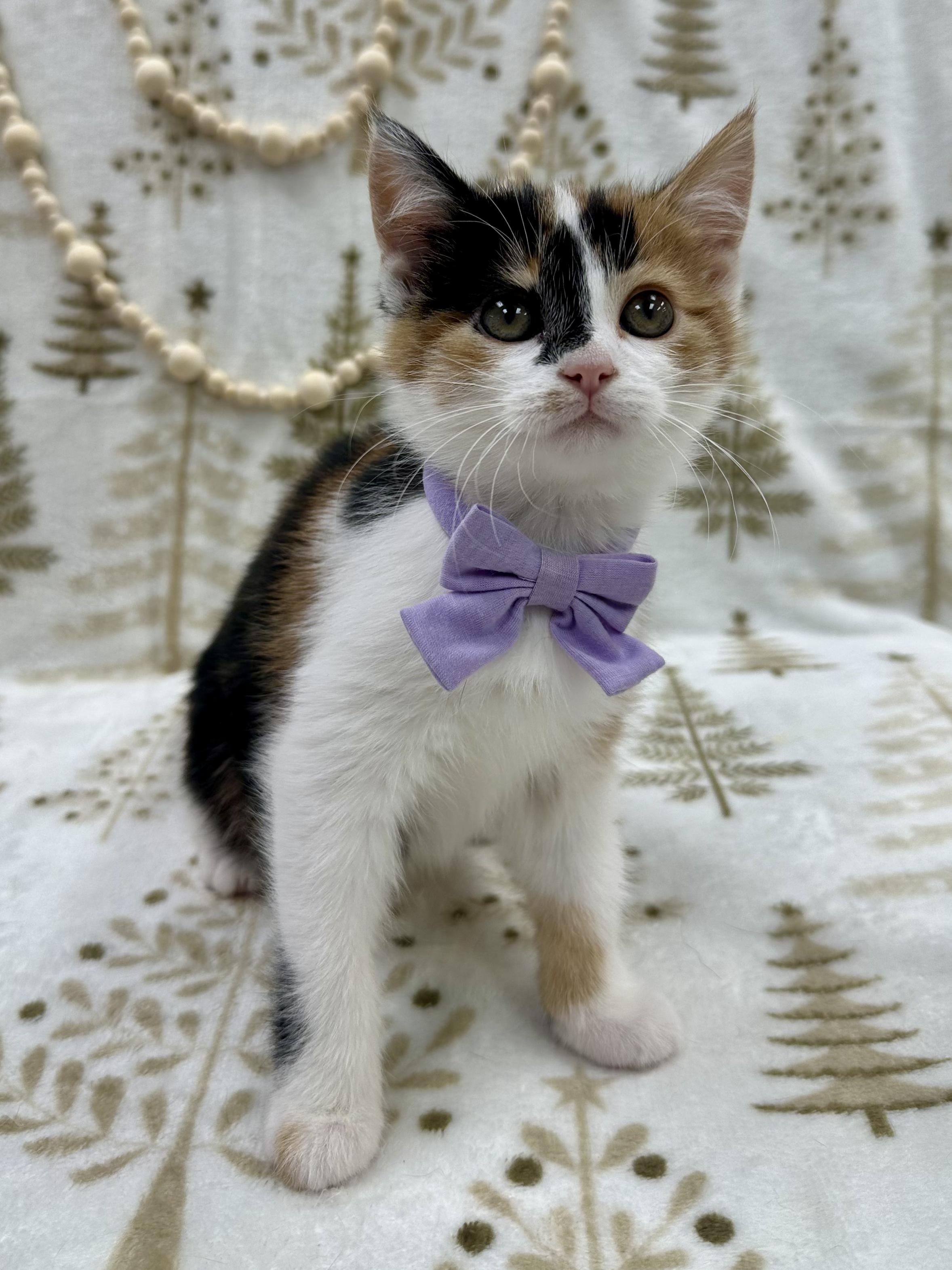 Lady Rainicorn , an adopted Domestic Short Hair in Columbus, OH image 3/6