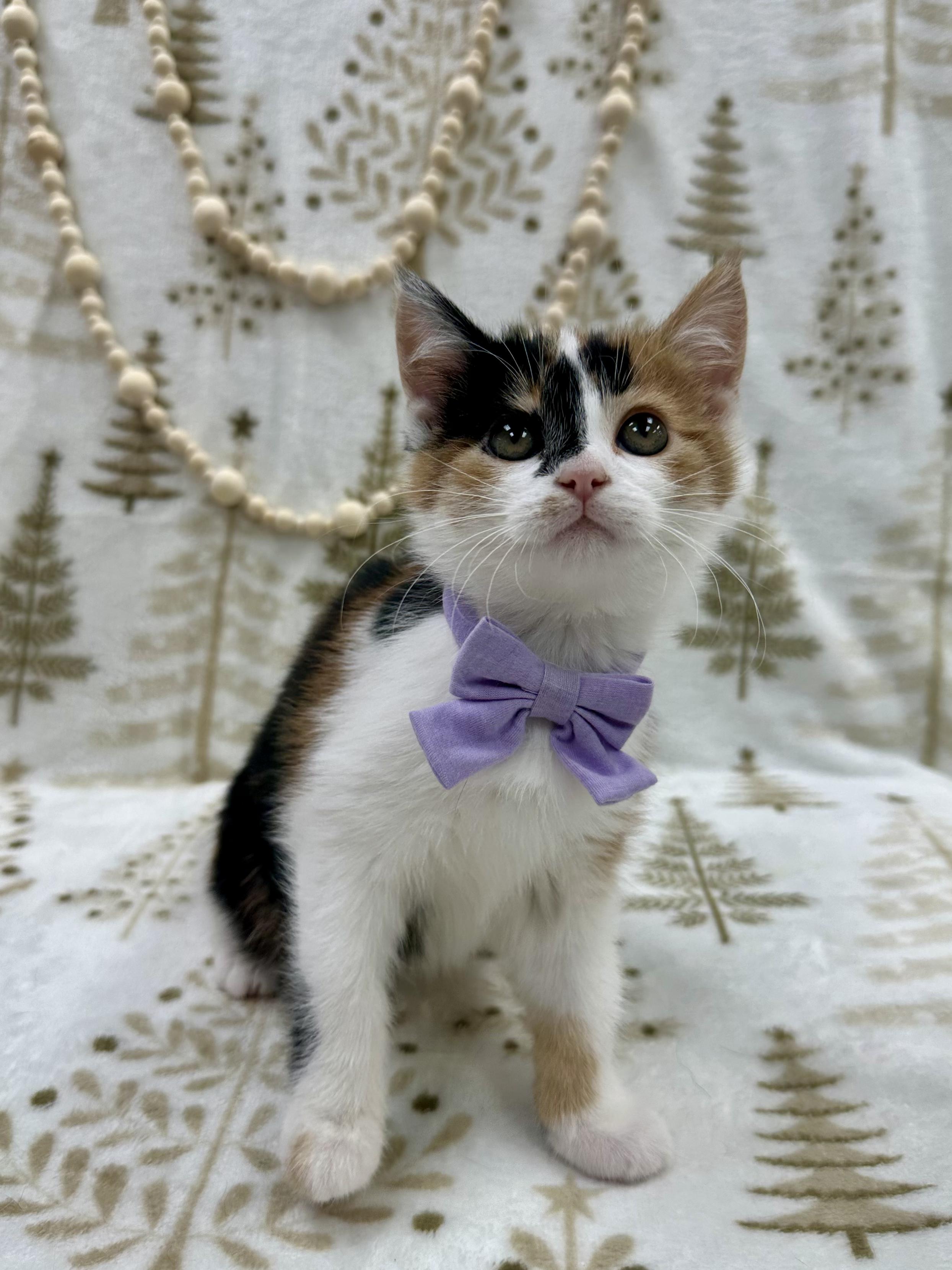 Lady Rainicorn , an adopted Domestic Short Hair in Columbus, OH image 4/6