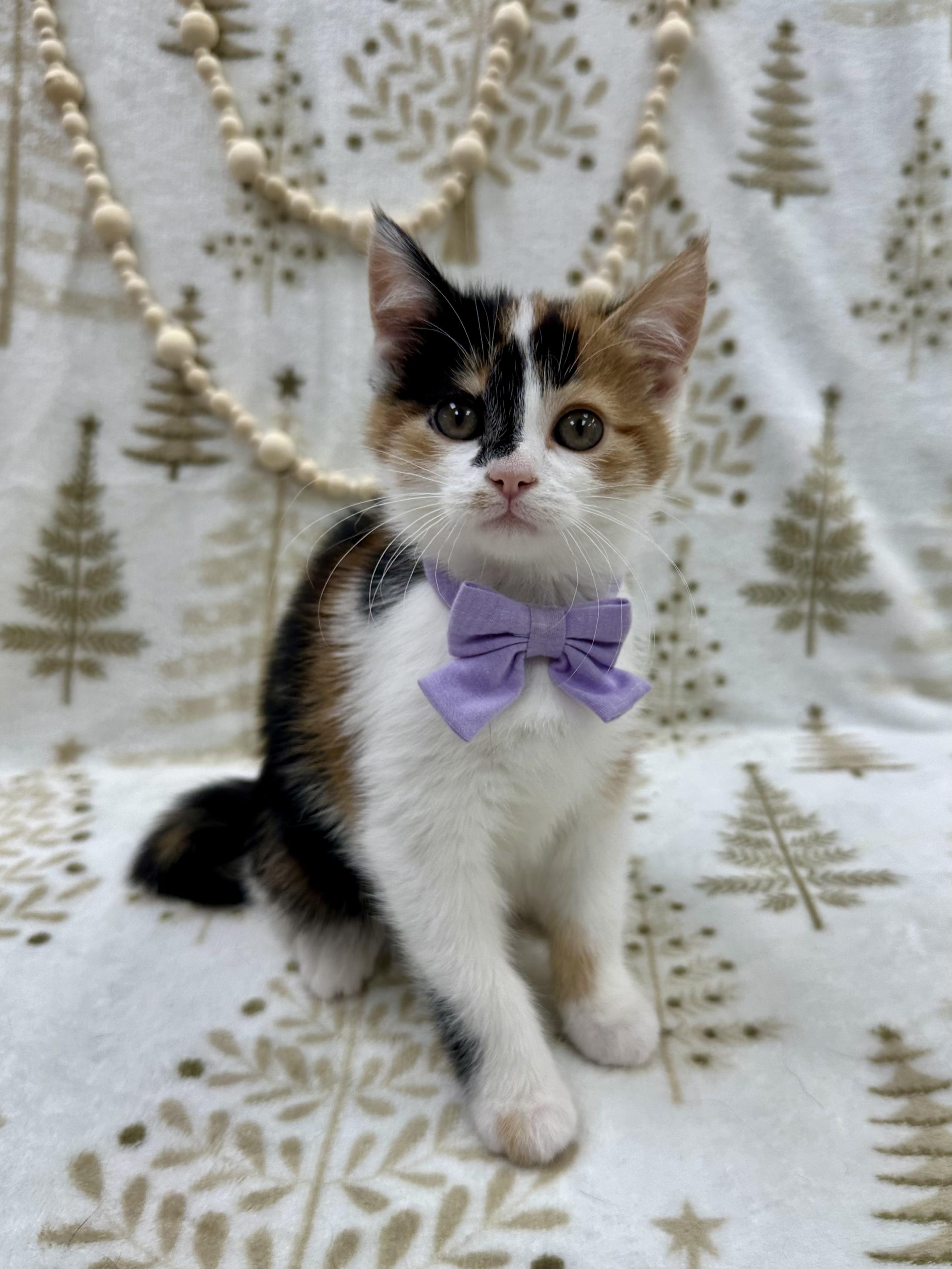 Lady Rainicorn , an adopted Domestic Short Hair in Columbus, OH image 5/6