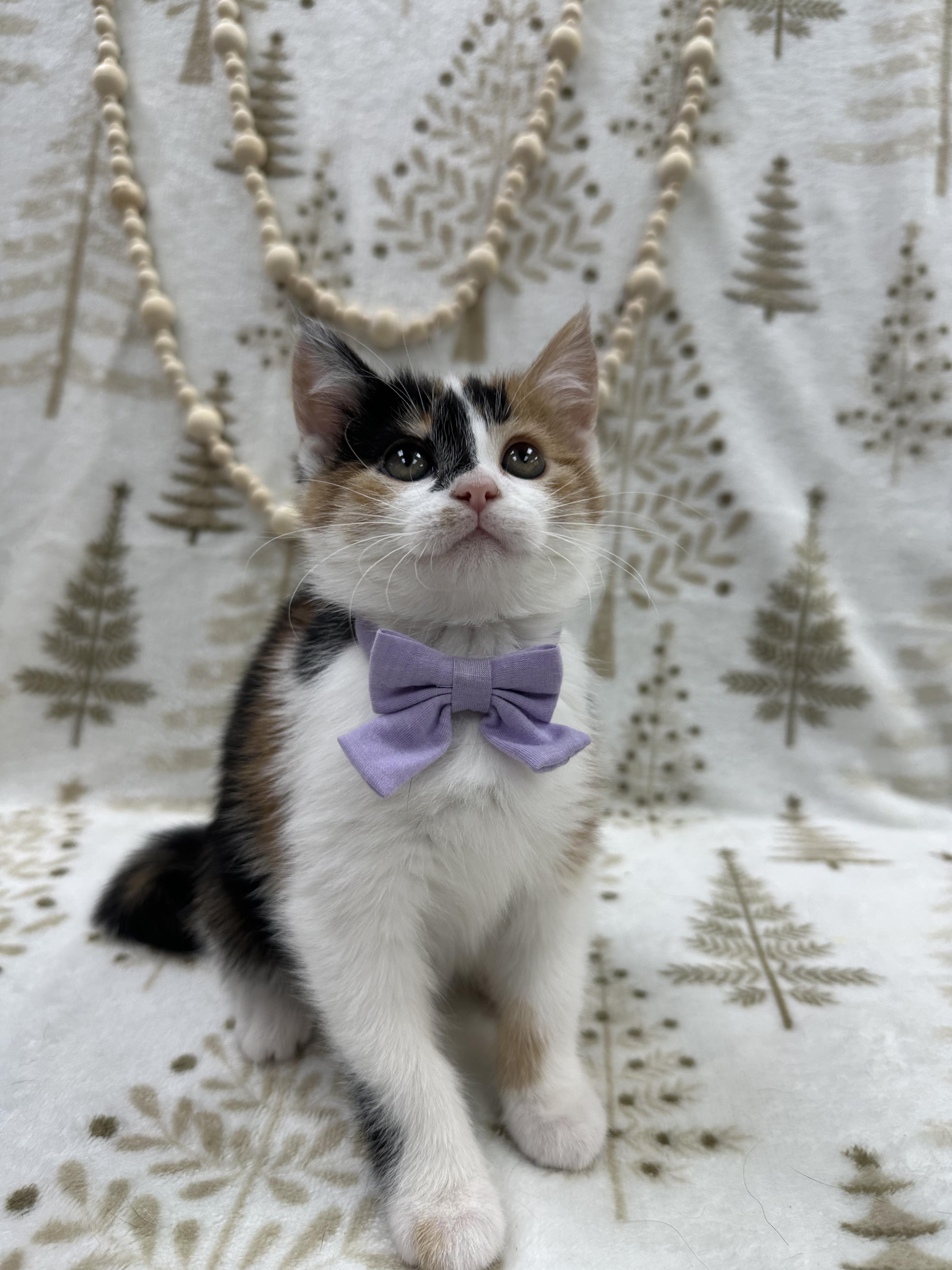 Lady Rainicorn , an adopted Domestic Short Hair in Columbus, OH image 6/6