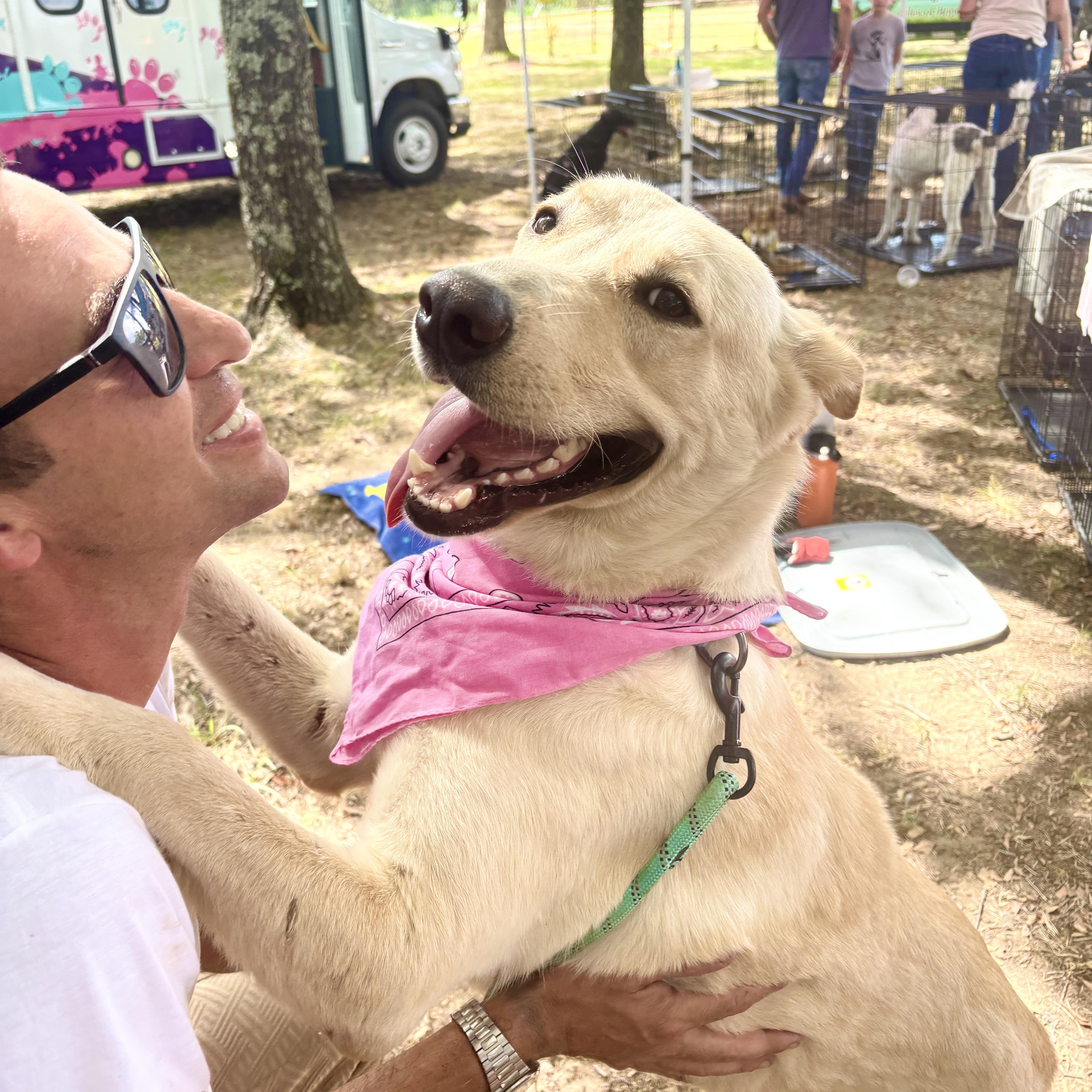 Enlarge Sunshine, a Adopted mixed breed in Toledo, OH image 1/6