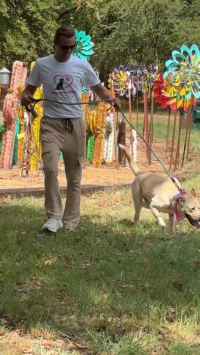 Enlarge Sunshine, a Adopted mixed breed in Toledo, OH video 6/6