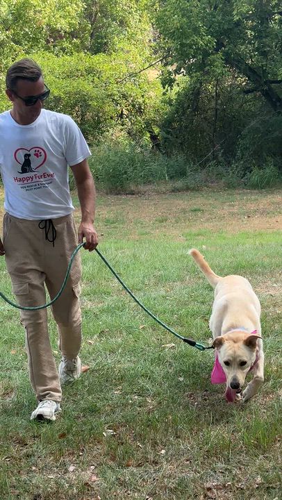 Enlarge Sunshine, a Adopted mixed breed in Toledo, OH video 3/6