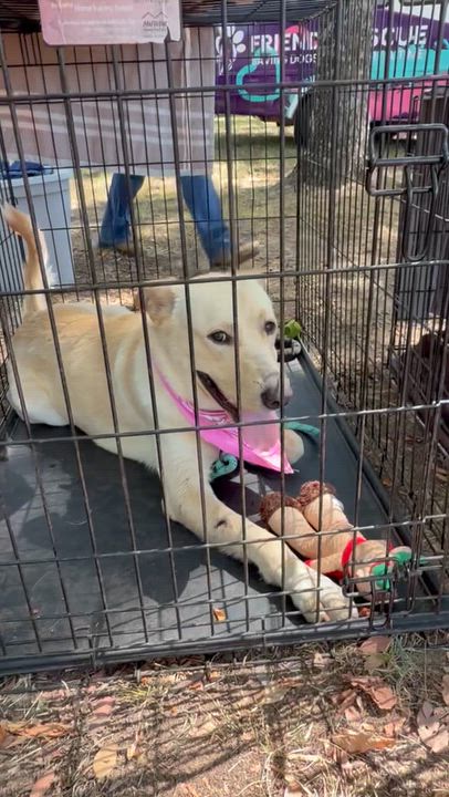 Enlarge Sunshine, a Adopted mixed breed in Toledo, OH video 4/6