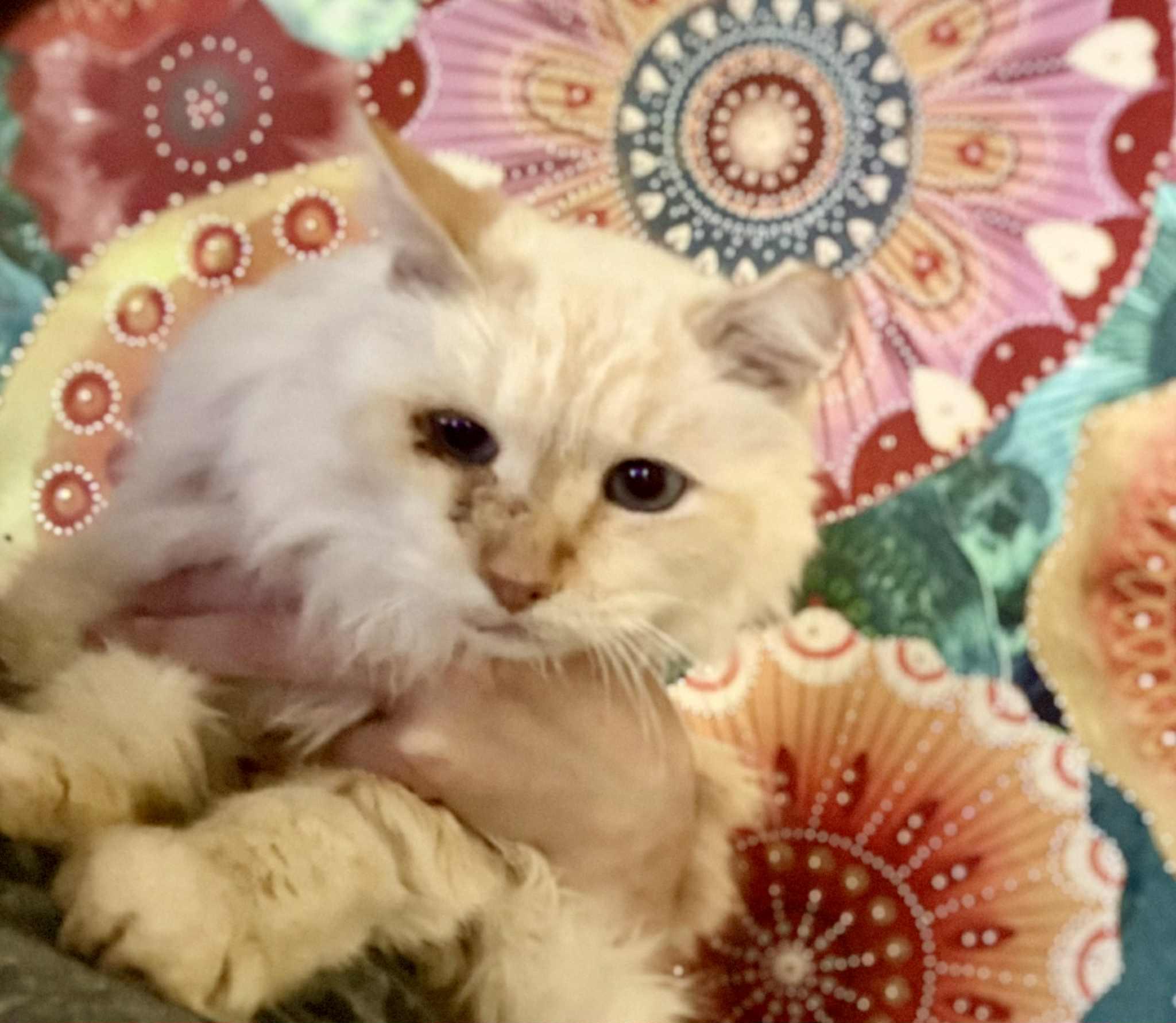 Grampy, Adoptable, Senior Male Himalayan & Domestic Long Hair.