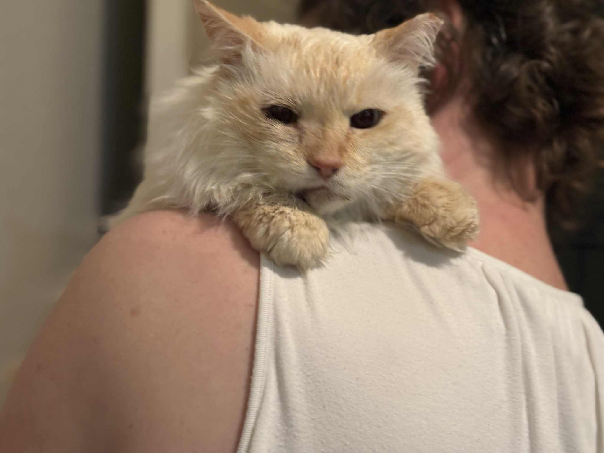 Enlarge Grampy, a Adoptable mixed breed in queen creek, AZ image 2/3