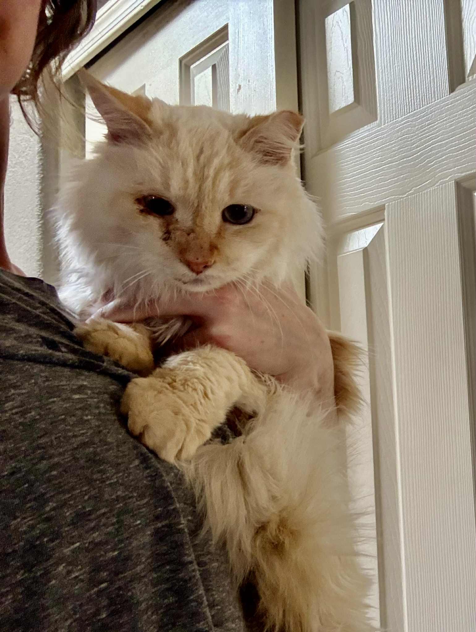 Grampy, an adoptable Himalayan, Domestic Long Hair in queen creek, AZ, 85142 | Photo Image 3