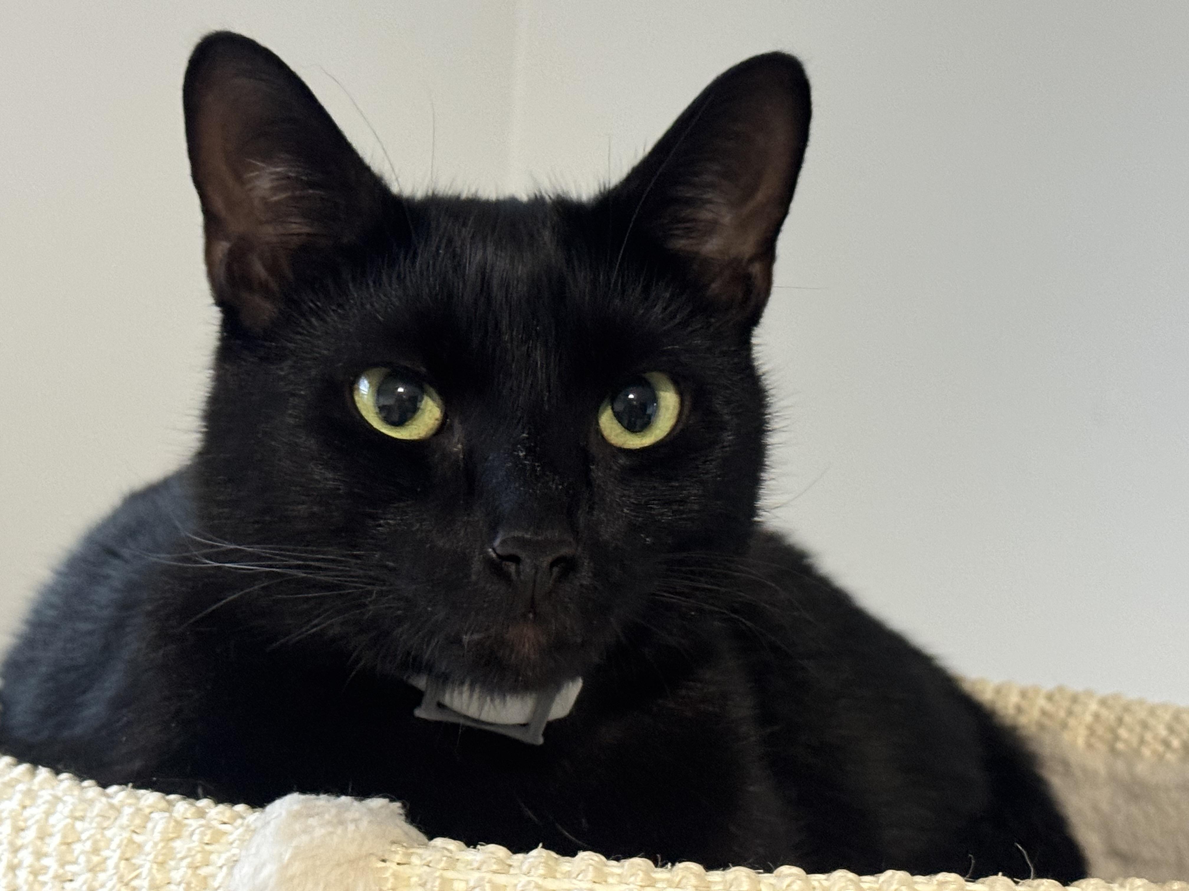 Enlarge Rachel and Ross, a Adoptable Domestic Short Hair in Charlotte, NC image 2/5