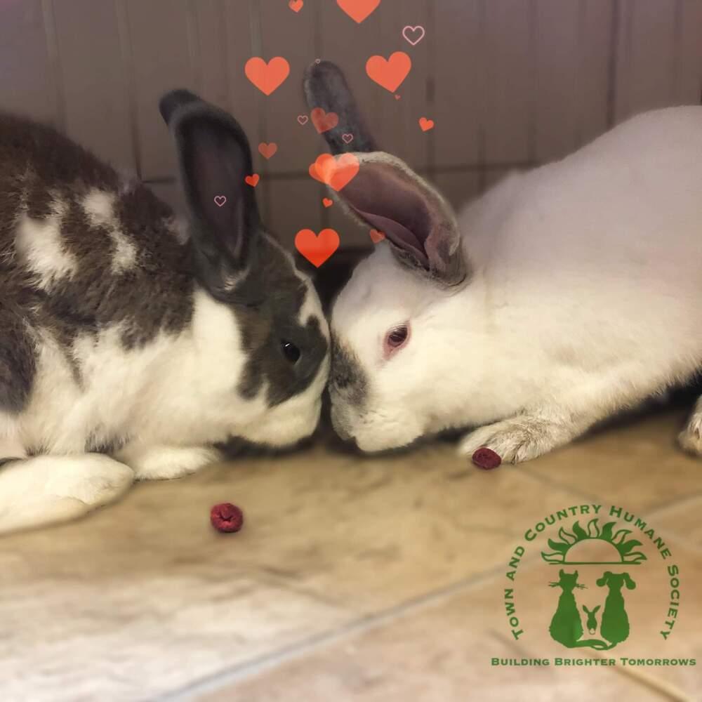 Princess Daphne (fostered in Omaha), Adoptable, Adult Female Californian.