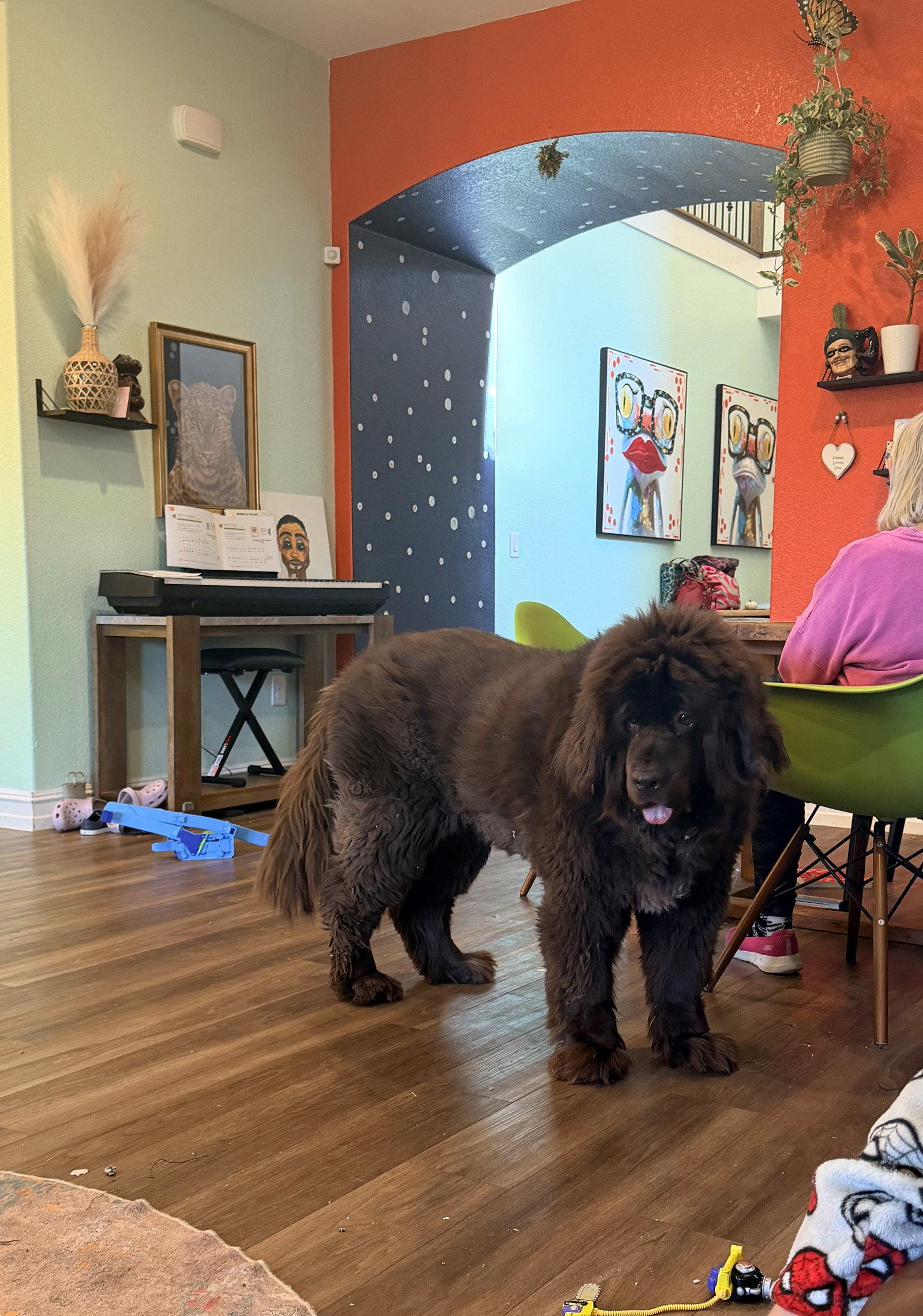 Coco, Adoptable, Adult Female Newfoundland Dog.