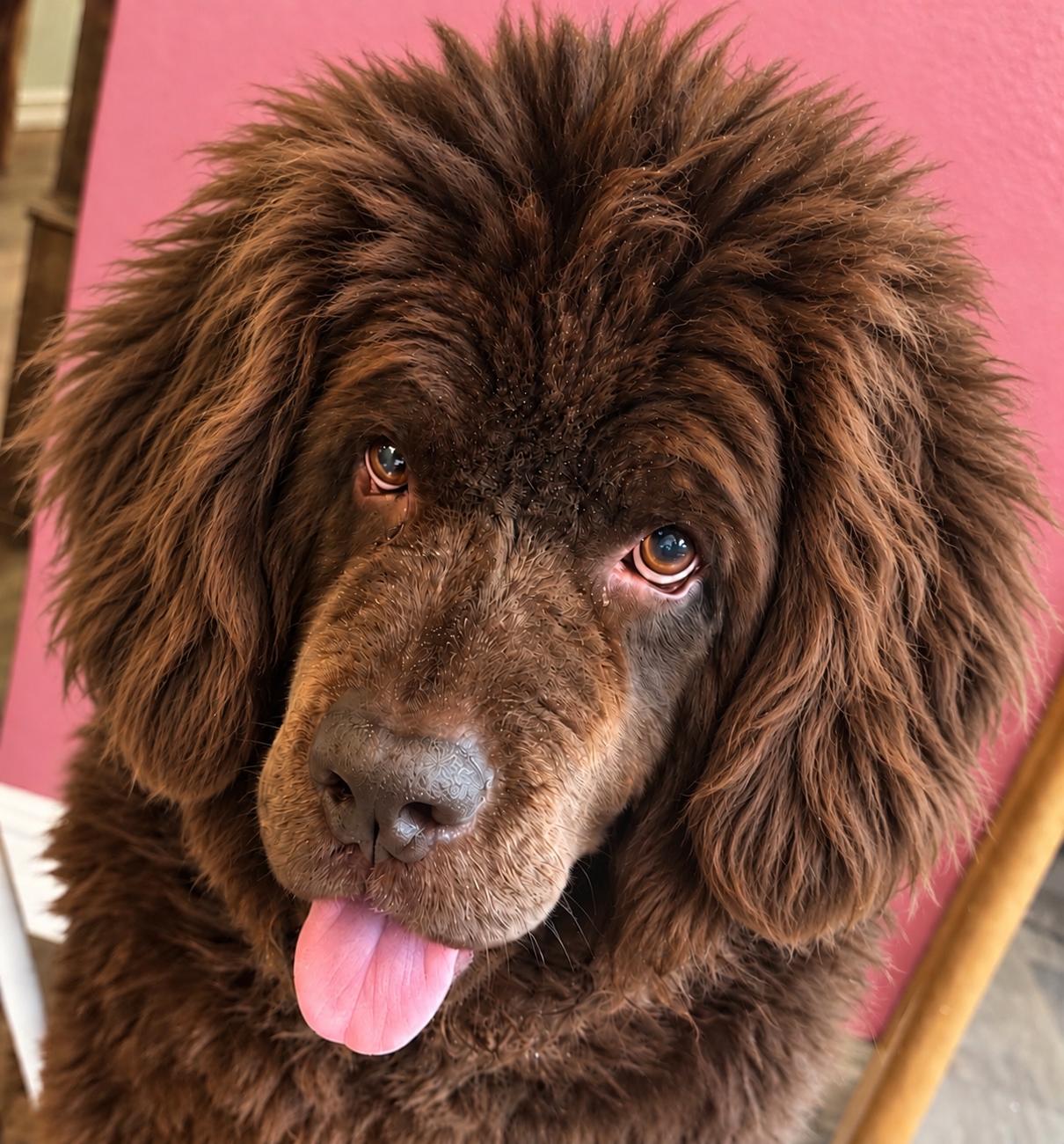 Enlarge Coco, a Adoptable Newfoundland Dog in Dallas, TX image 2/3