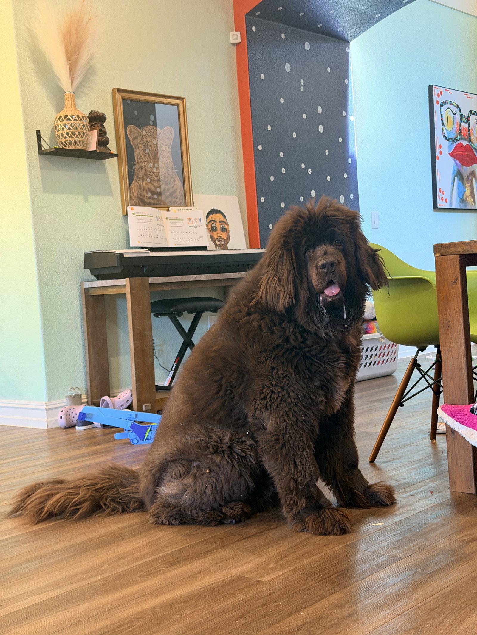 Enlarge Coco, a Adoptable Newfoundland Dog in Dallas, TX image 3/3