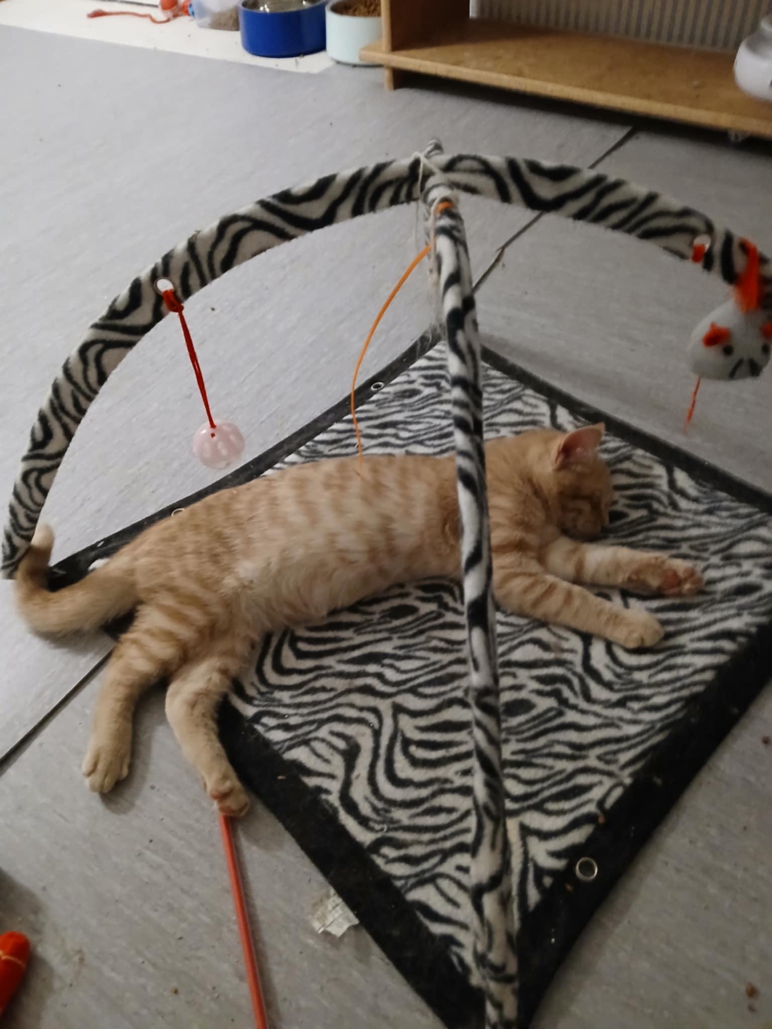 Elliot, a Adopted Domestic Short Hair in Novi, MI image 4/6