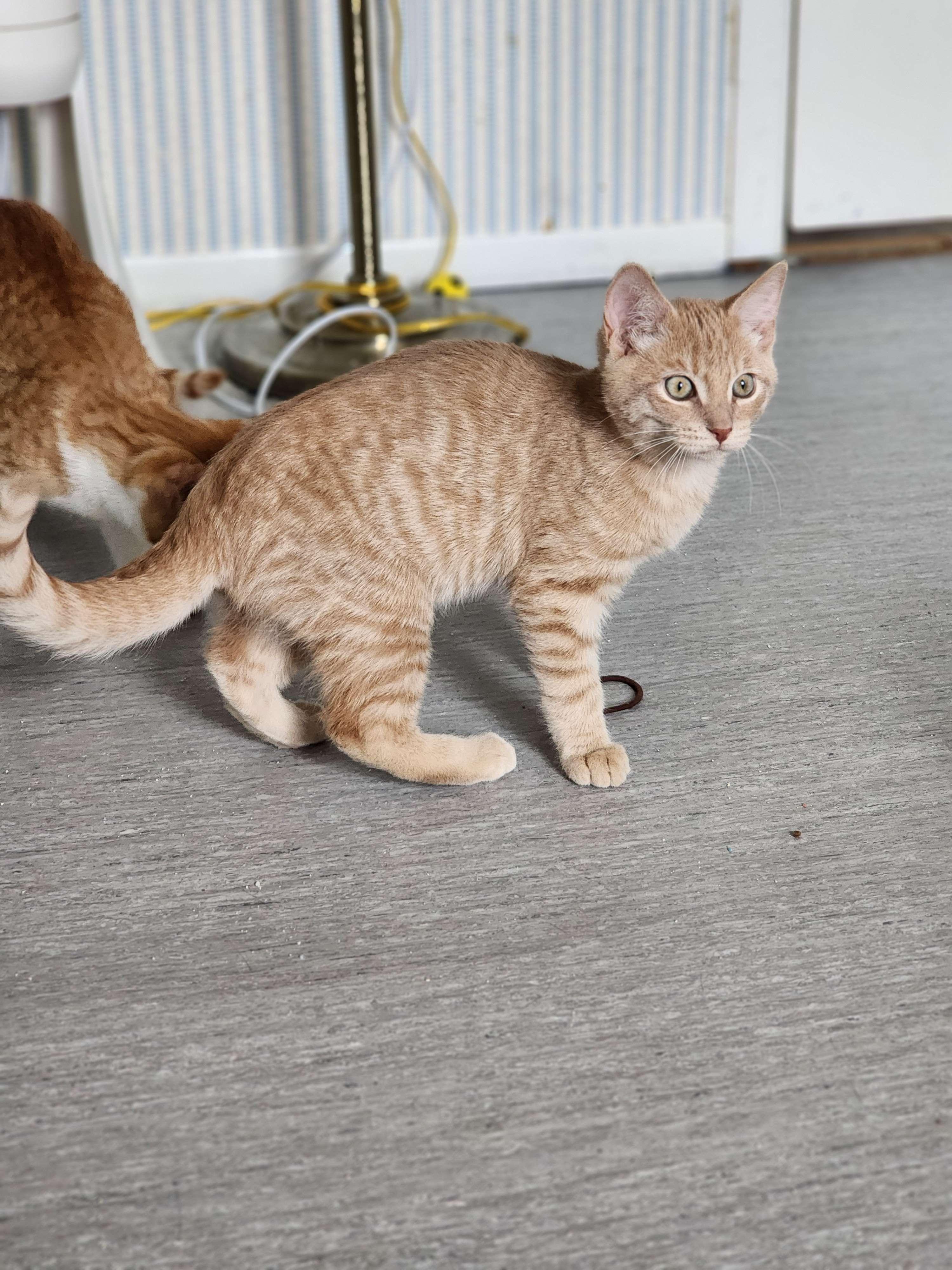 Elliot, a Adopted Domestic Short Hair in Novi, MI image 3/6