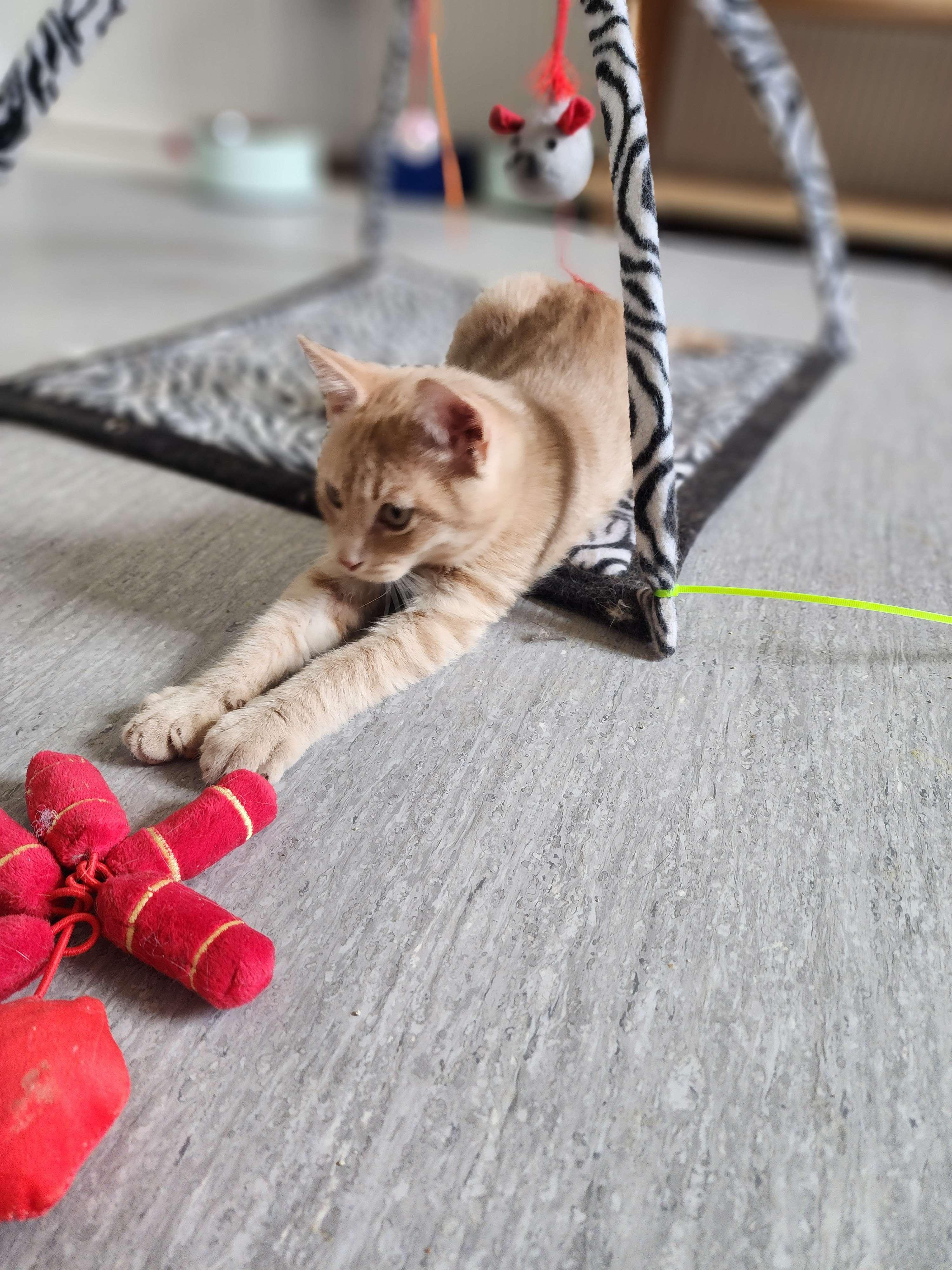 Elliot, a Adopted Domestic Short Hair in Novi, MI image 1/6